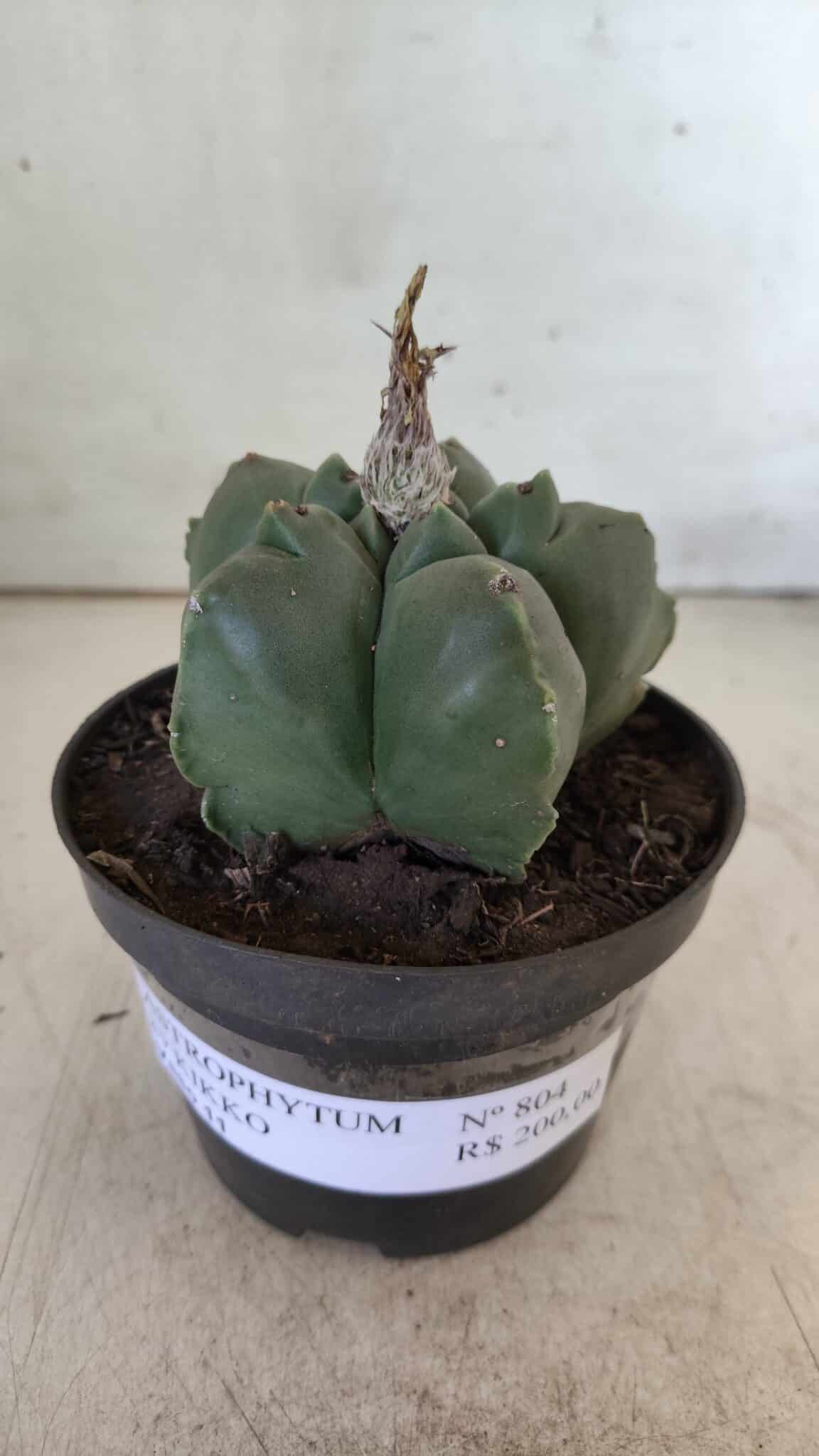 ASTROPHYTUM cv KIKKO  Nº 804 – vaso 11