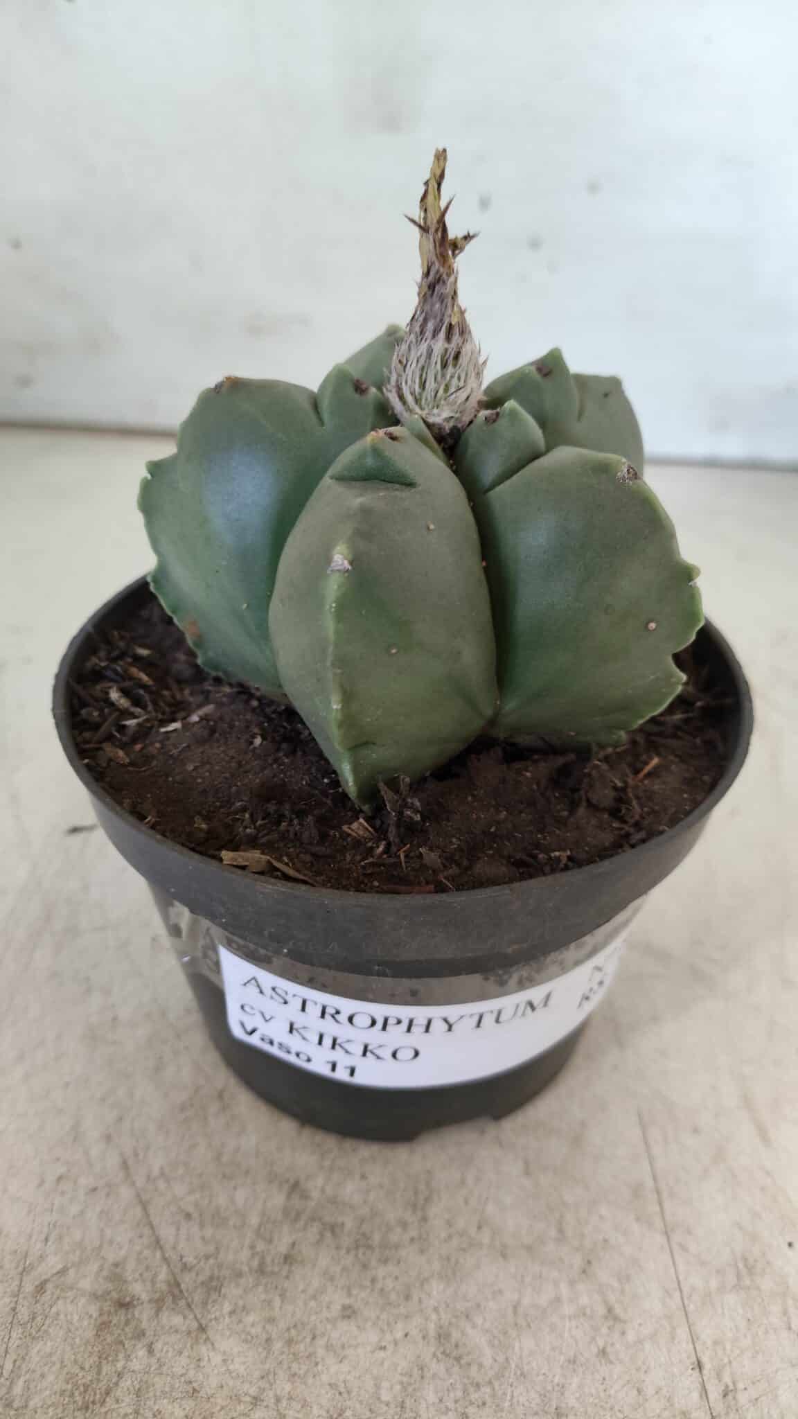 ASTROPHYTUM cv KIKKO  Nº 804 – vaso 11