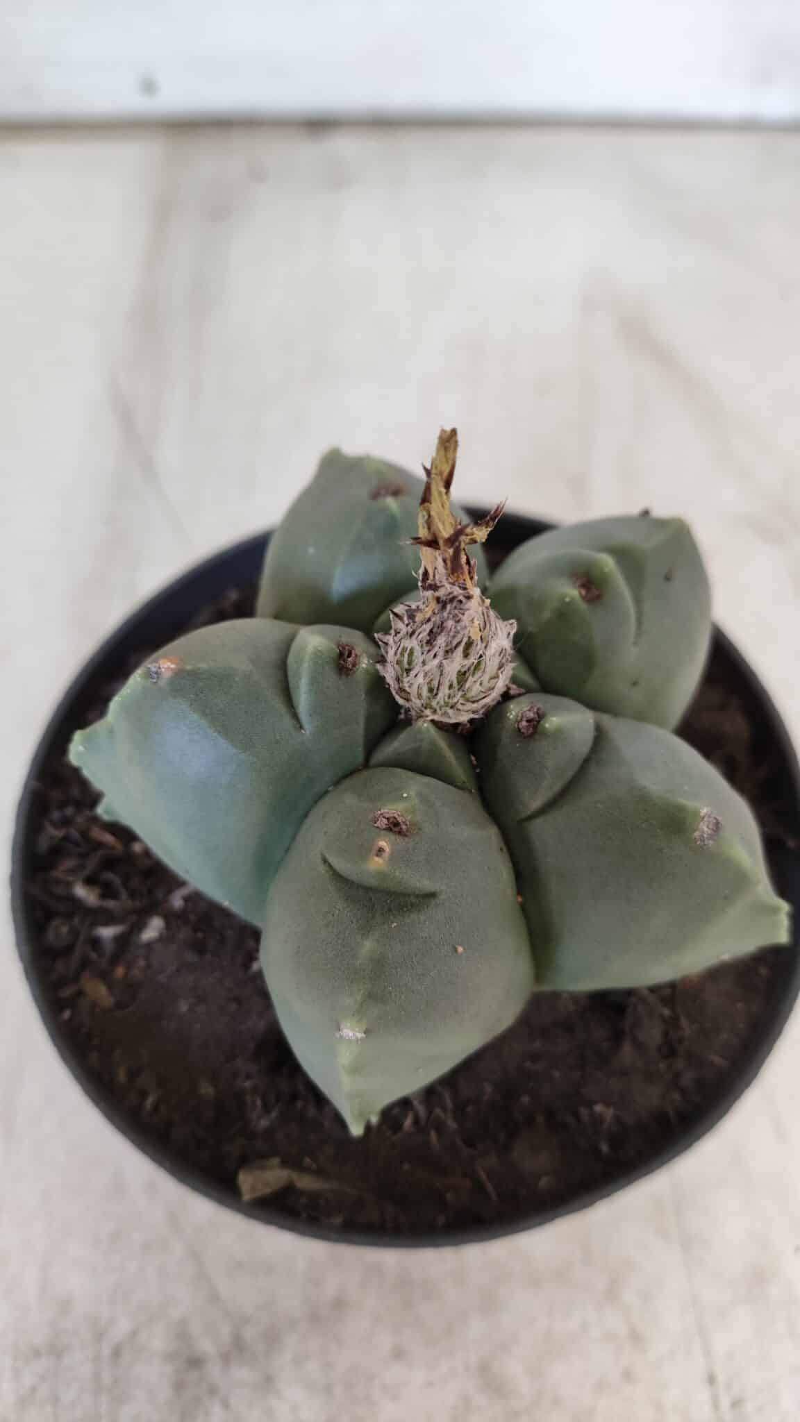 ASTROPHYTUM cv KIKKO  Nº 804 – vaso 11