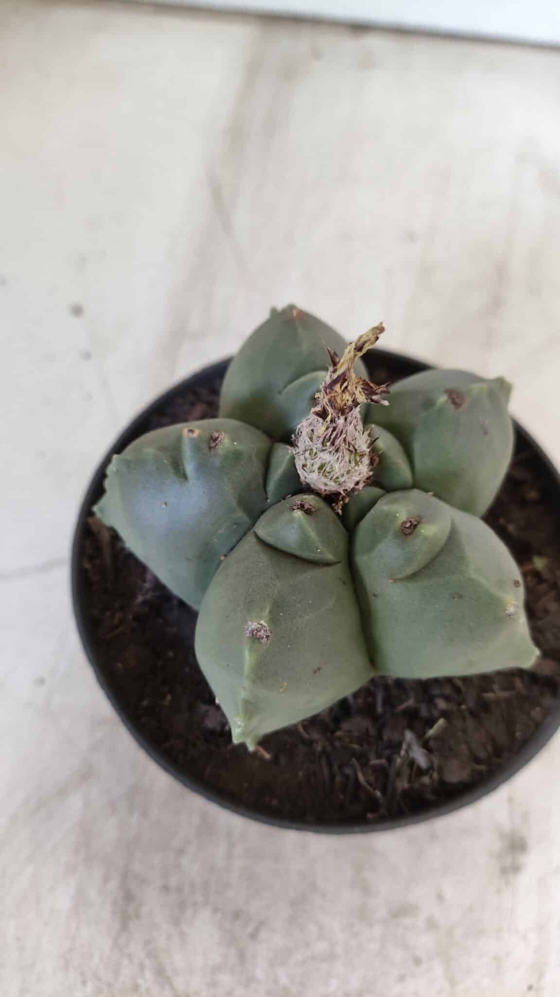 ASTROPHYTUM cv KIKKO  Nº 804 – vaso 11
