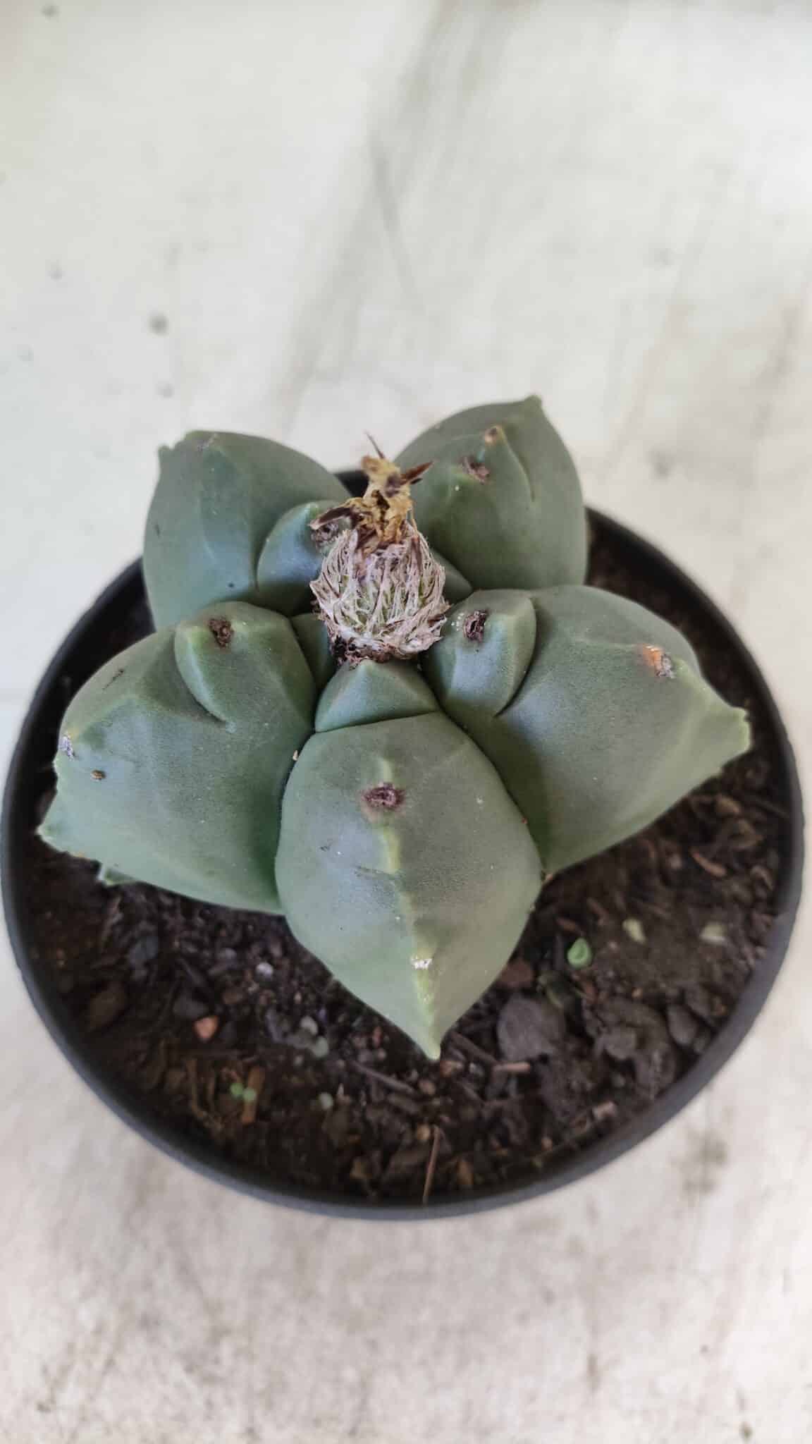 ASTROPHYTUM cv KIKKO  Nº 804 – vaso 11