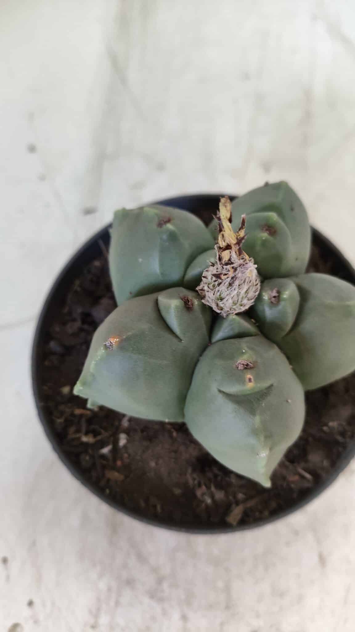 ASTROPHYTUM cv KIKKO  Nº 804 – vaso 11