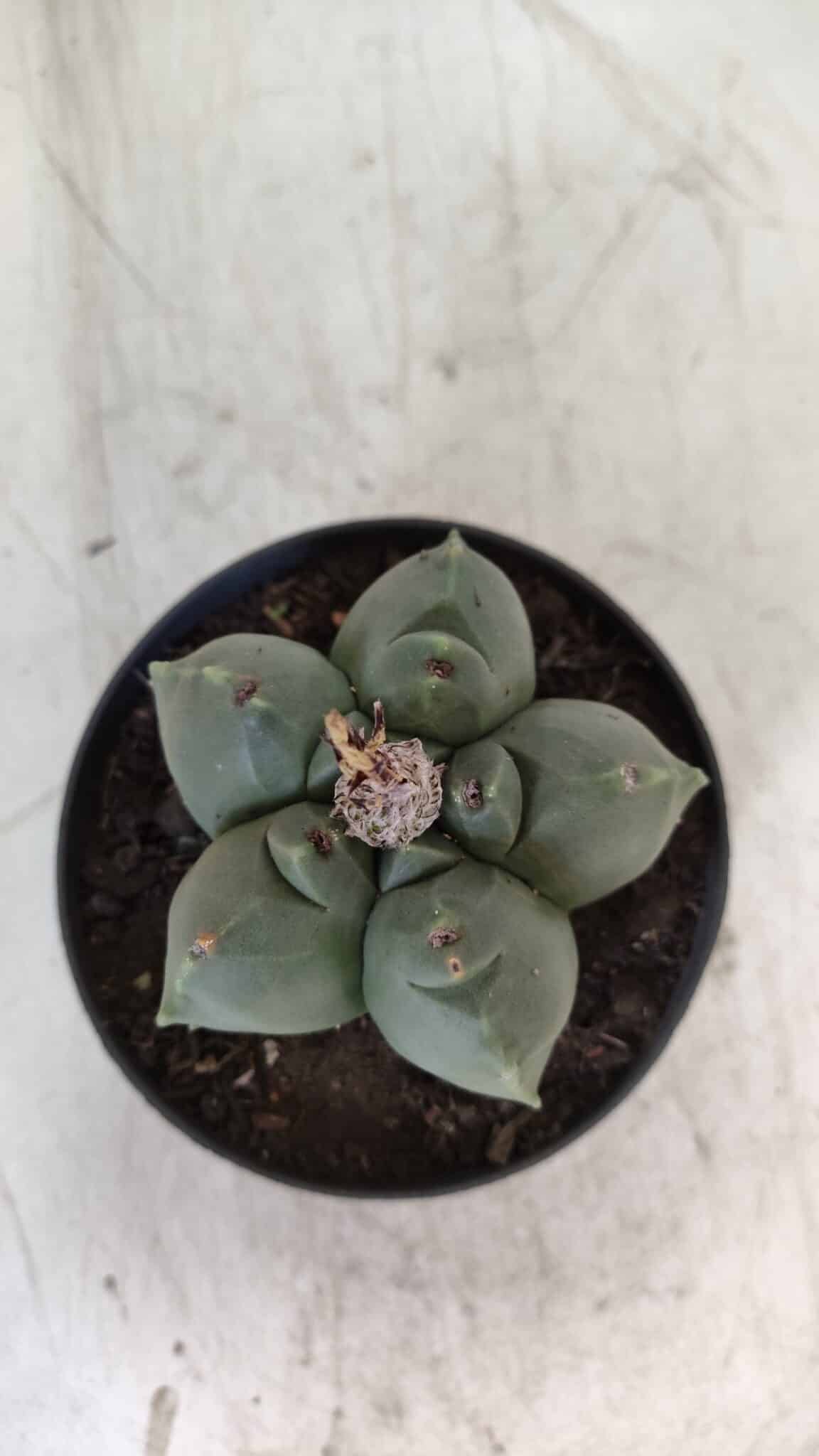 ASTROPHYTUM cv KIKKO  Nº 804 – vaso 11