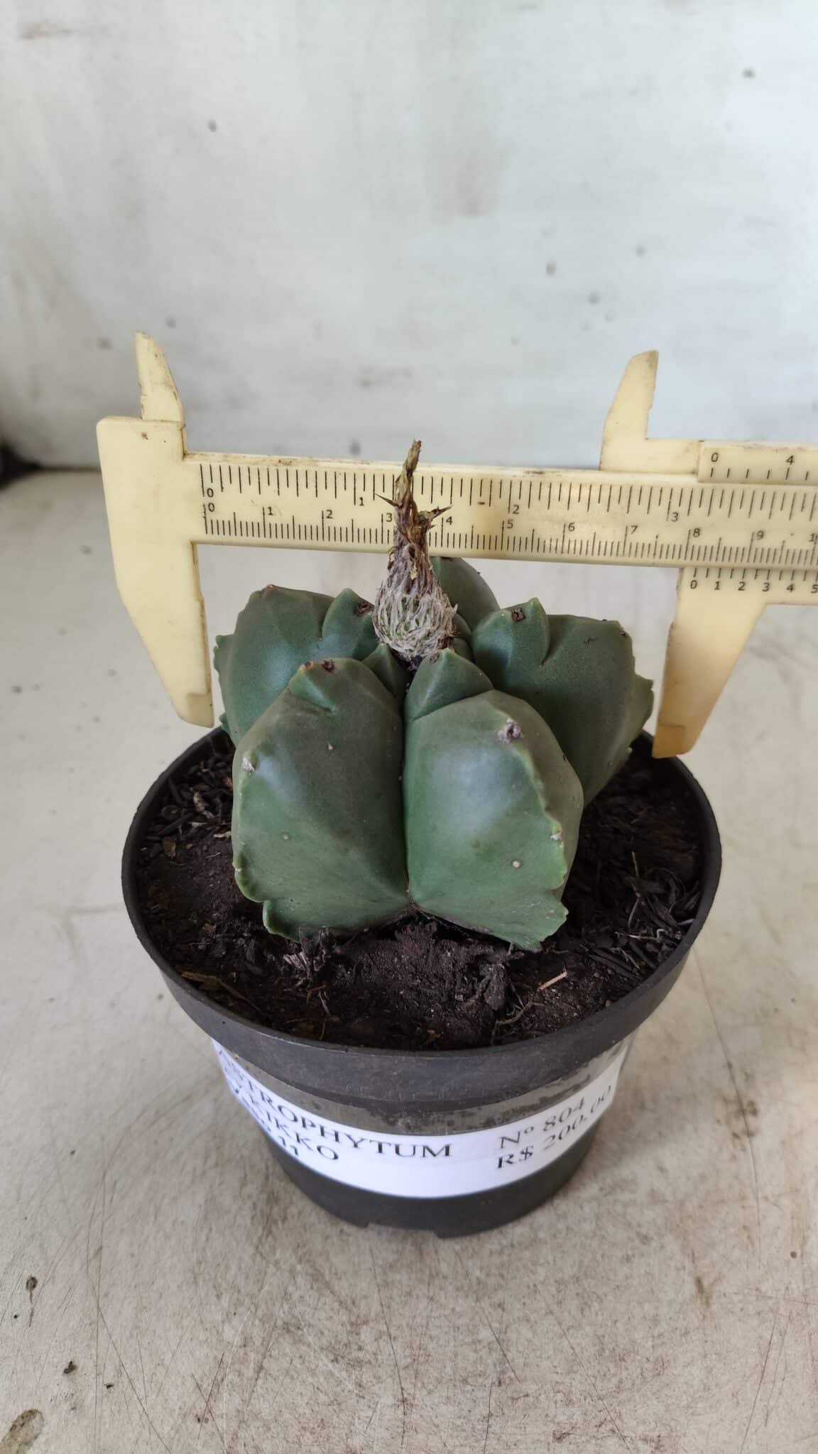 ASTROPHYTUM cv KIKKO  Nº 804 – vaso 11