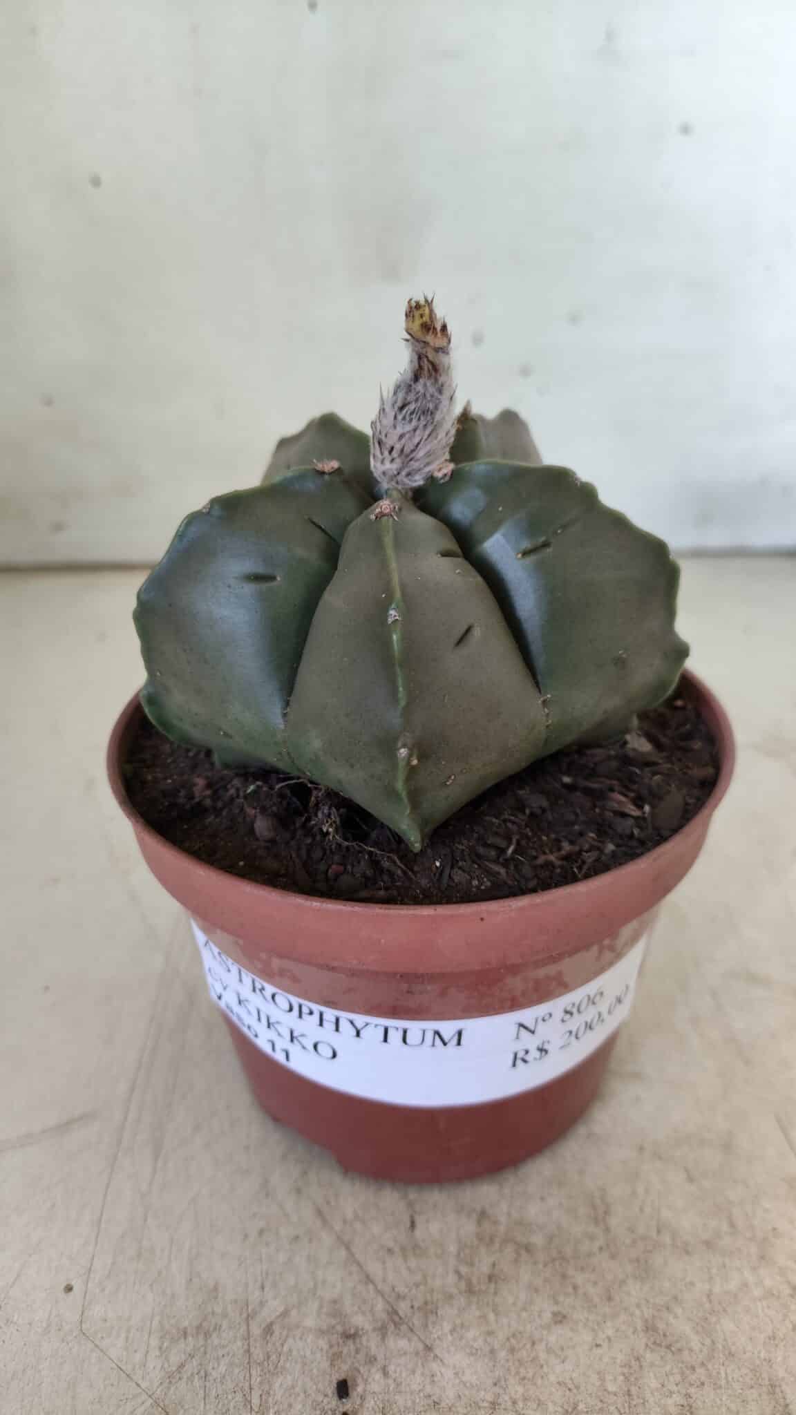 ASTROPHYTUM cv KIKKO  Nº 806 – vaso 11