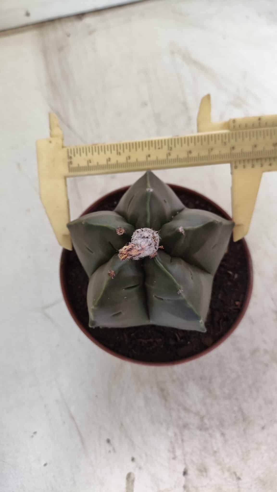 ASTROPHYTUM cv KIKKO  Nº 806 – vaso 11