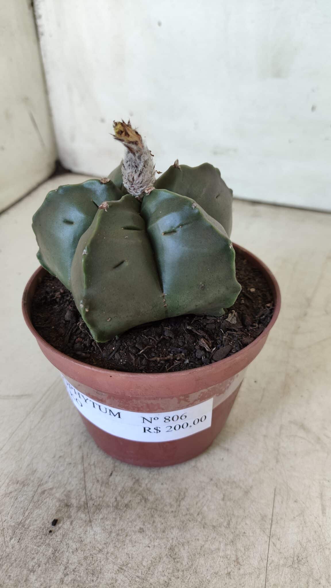 ASTROPHYTUM cv KIKKO  Nº 806 – vaso 11