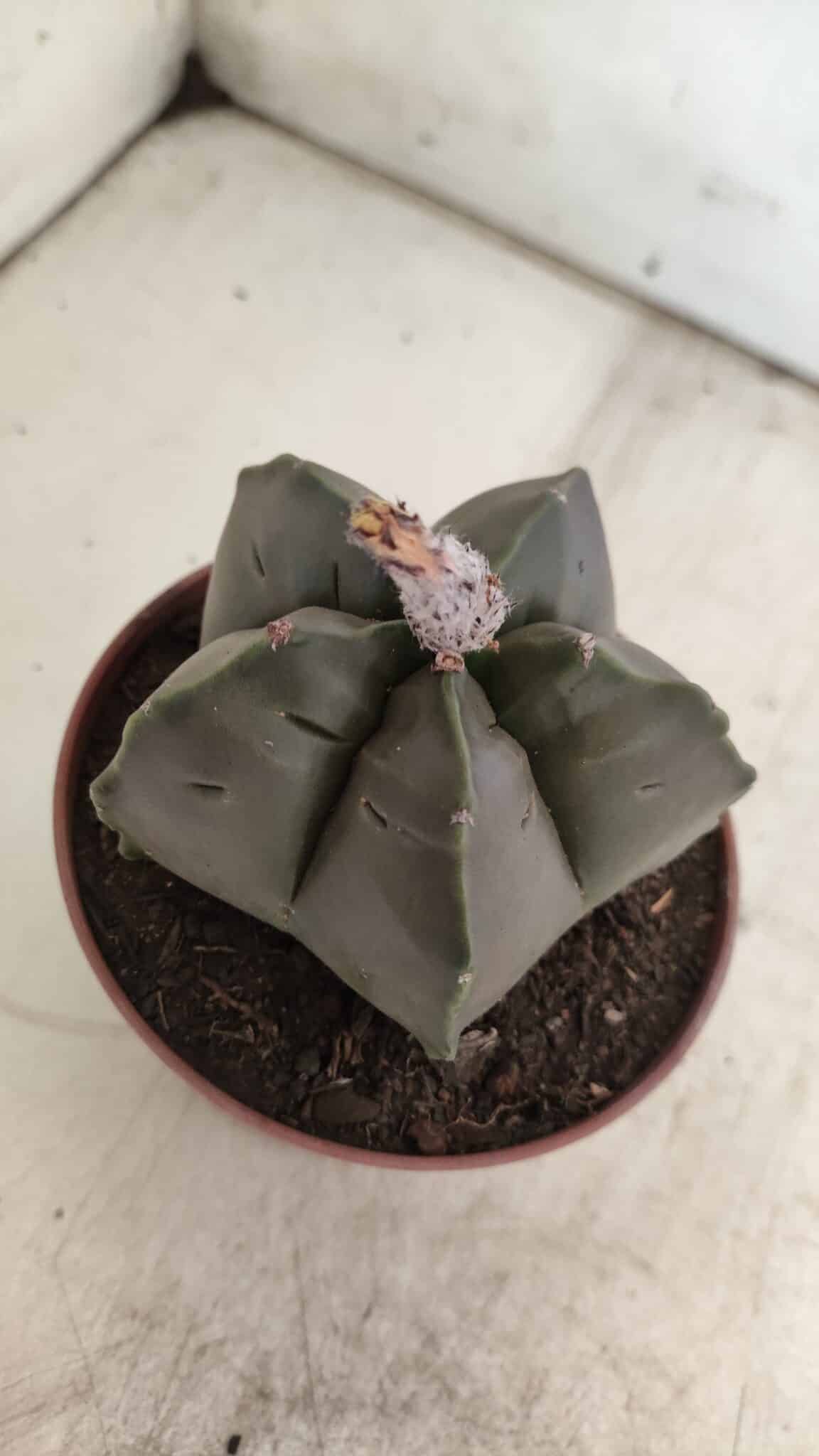 ASTROPHYTUM cv KIKKO  Nº 806 – vaso 11