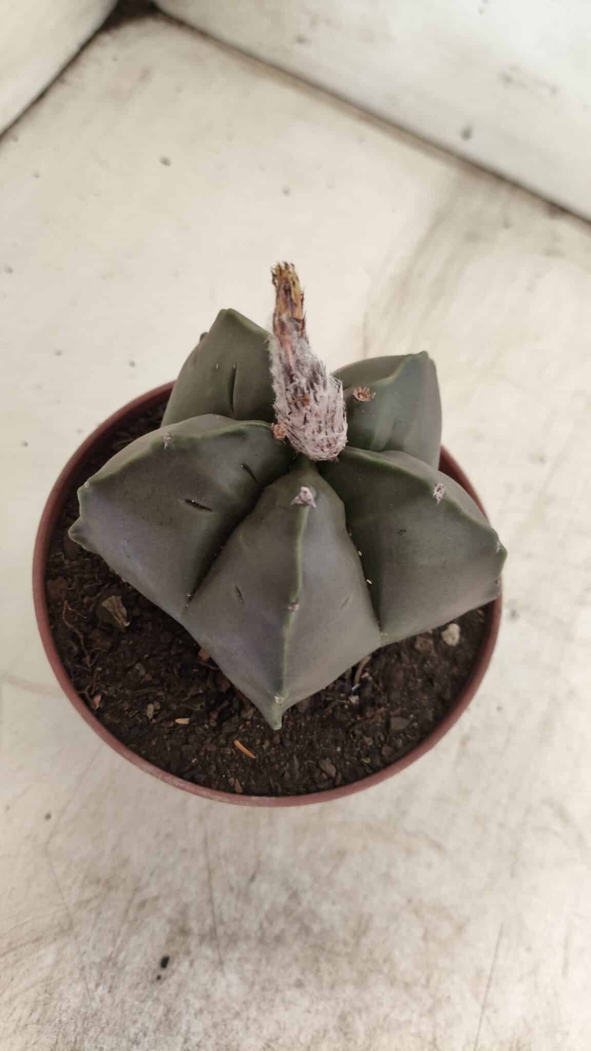 ASTROPHYTUM cv KIKKO  Nº 806 – vaso 11