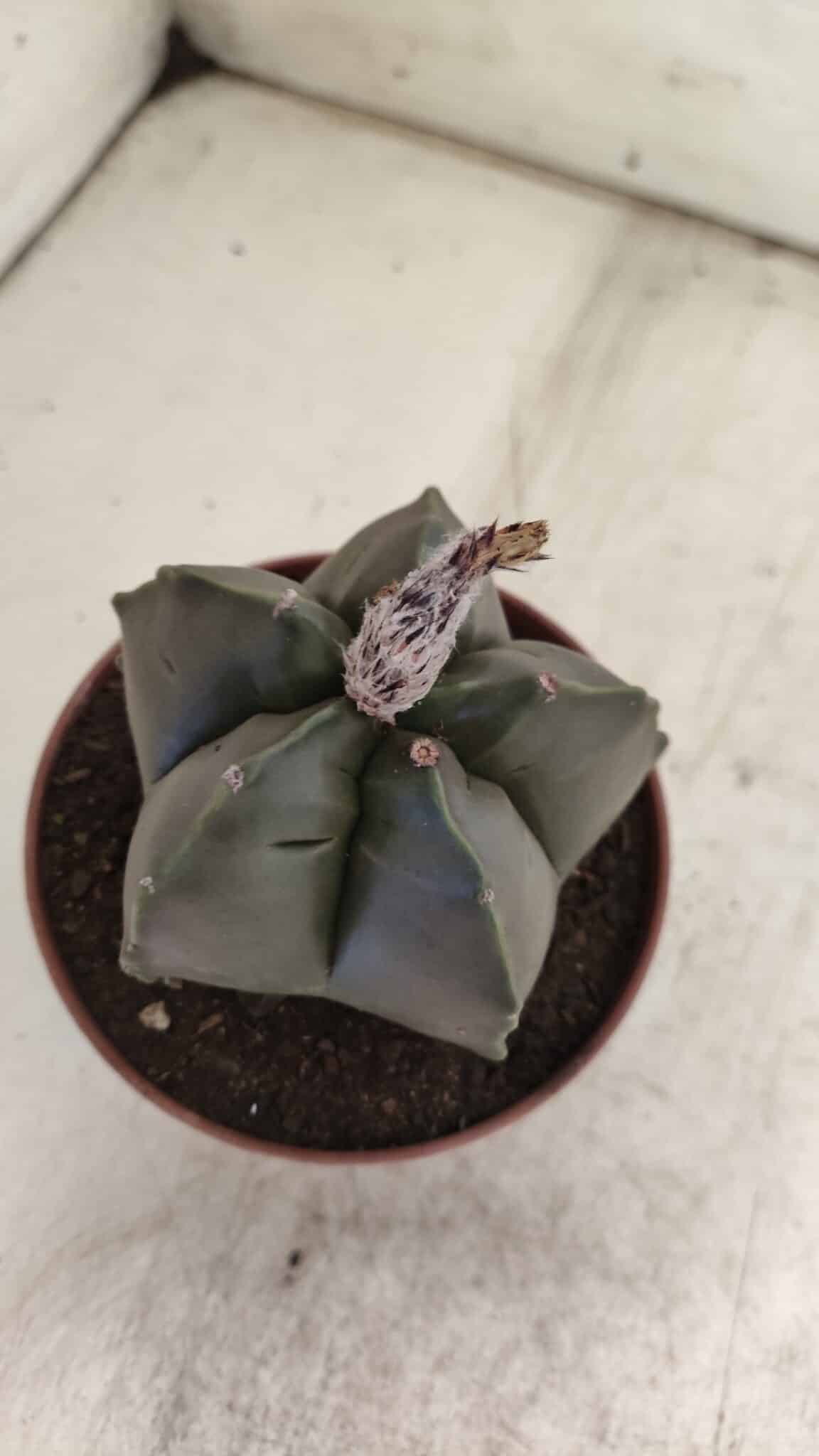 ASTROPHYTUM cv KIKKO  Nº 806 – vaso 11