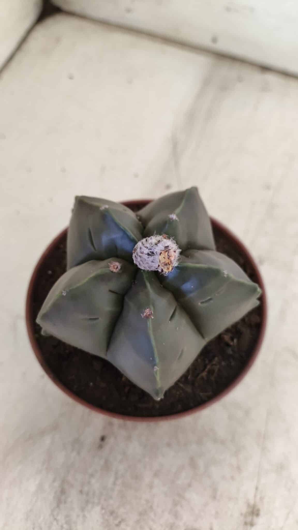 ASTROPHYTUM cv KIKKO  Nº 806 – vaso 11