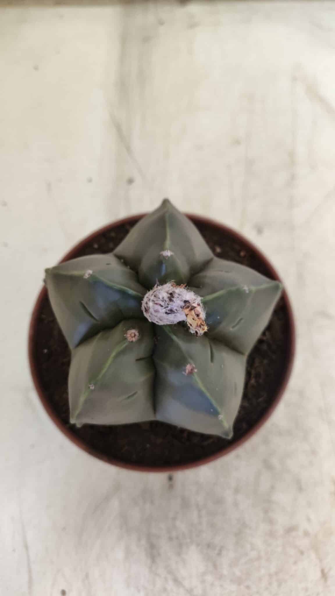 ASTROPHYTUM cv KIKKO  Nº 806 – vaso 11