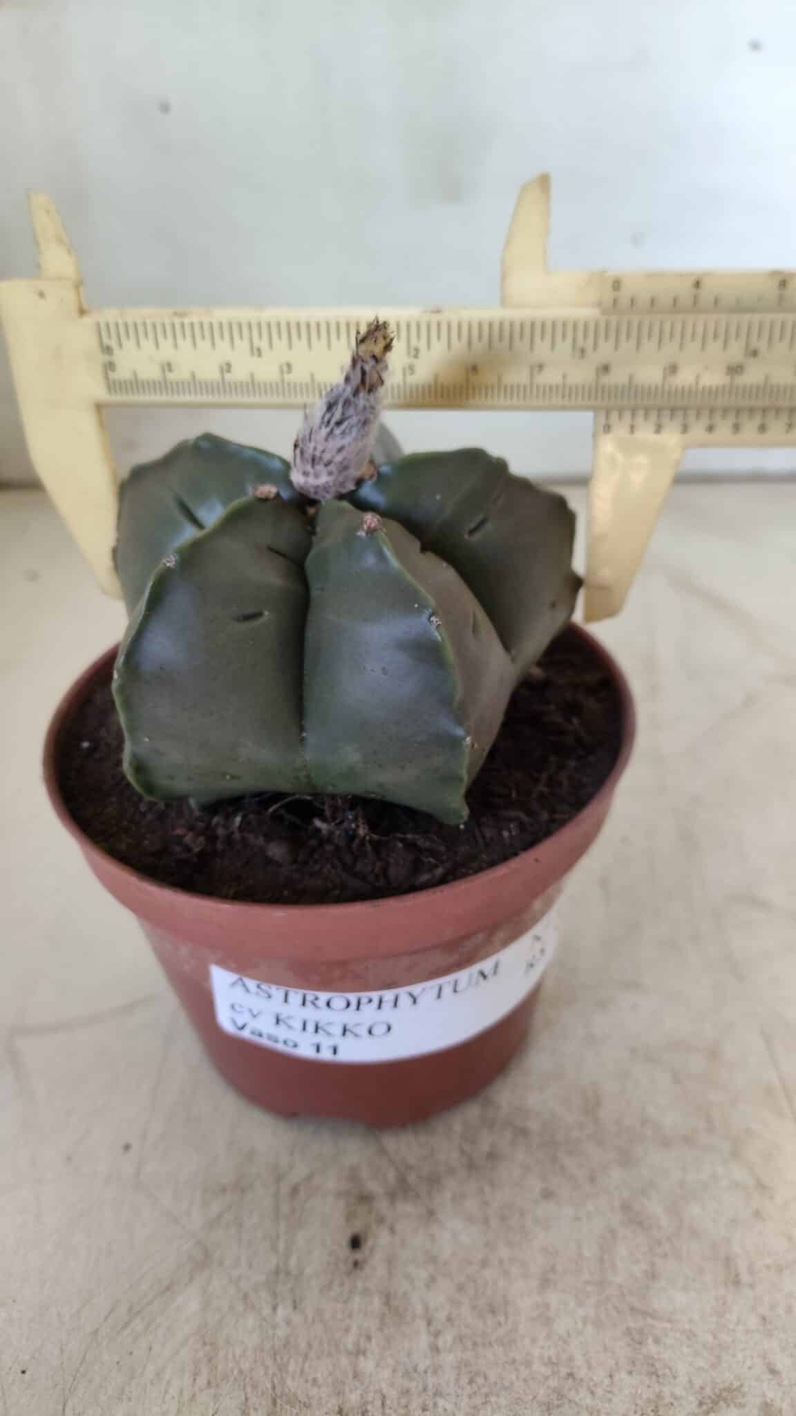ASTROPHYTUM cv KIKKO  Nº 806 – vaso 11