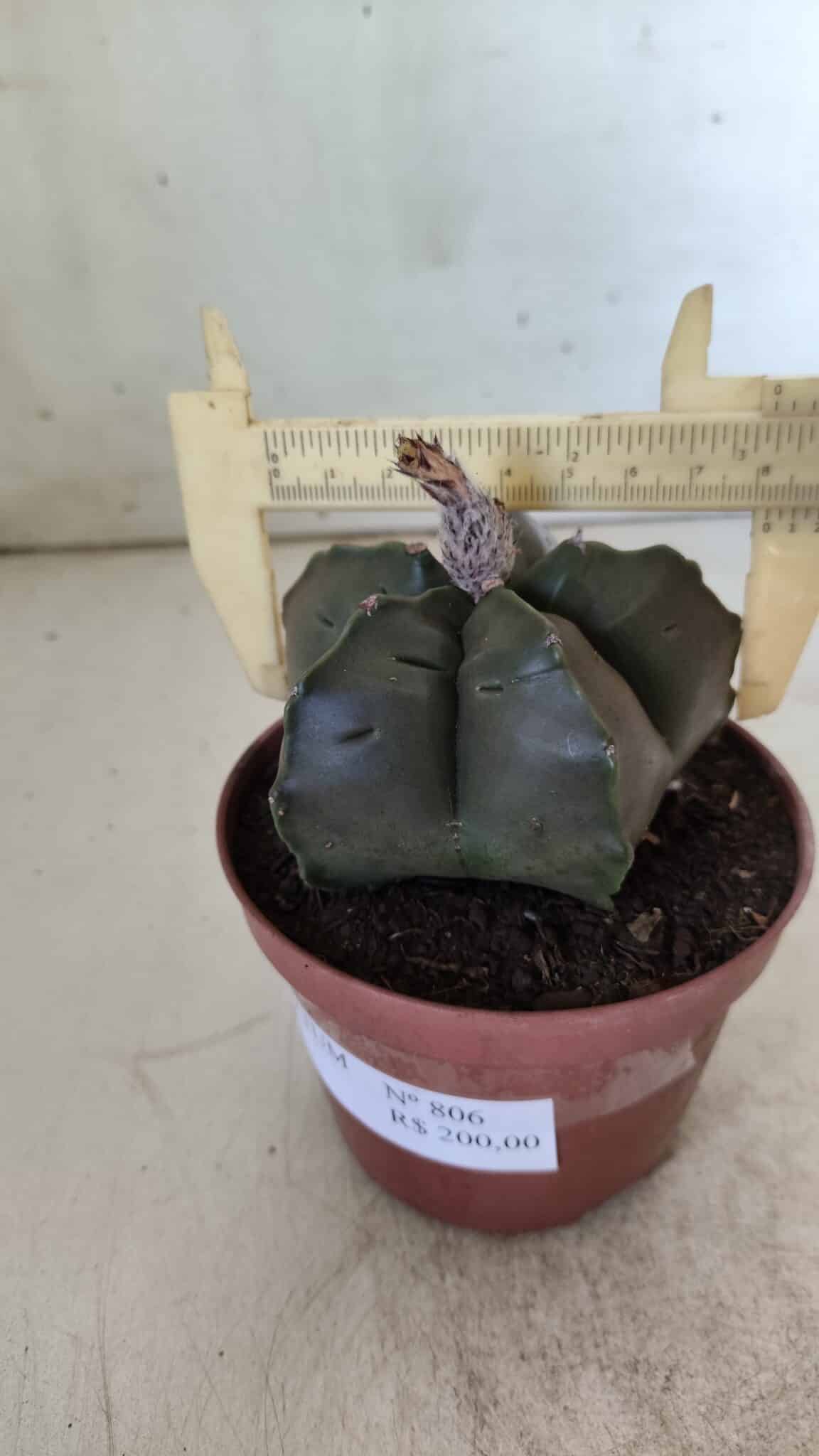 ASTROPHYTUM cv KIKKO  Nº 806 – vaso 11