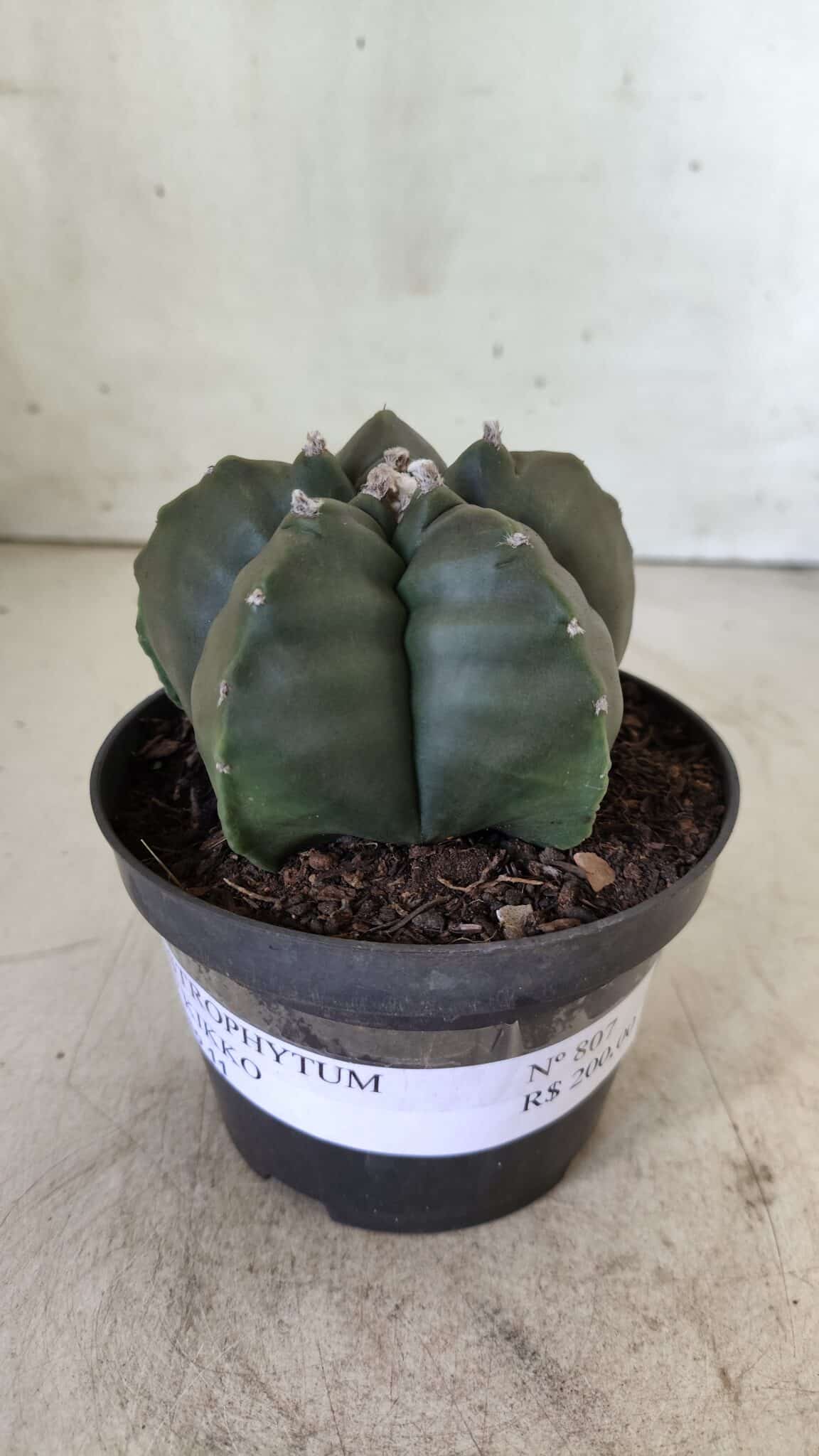 ASTROPHYTUM cv KIKKO  Nº 807 – vaso 11