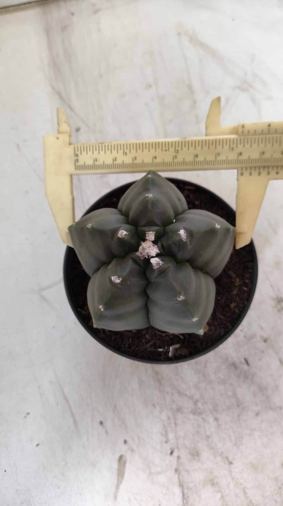 ASTROPHYTUM cv KIKKO  Nº 807 – vaso 11