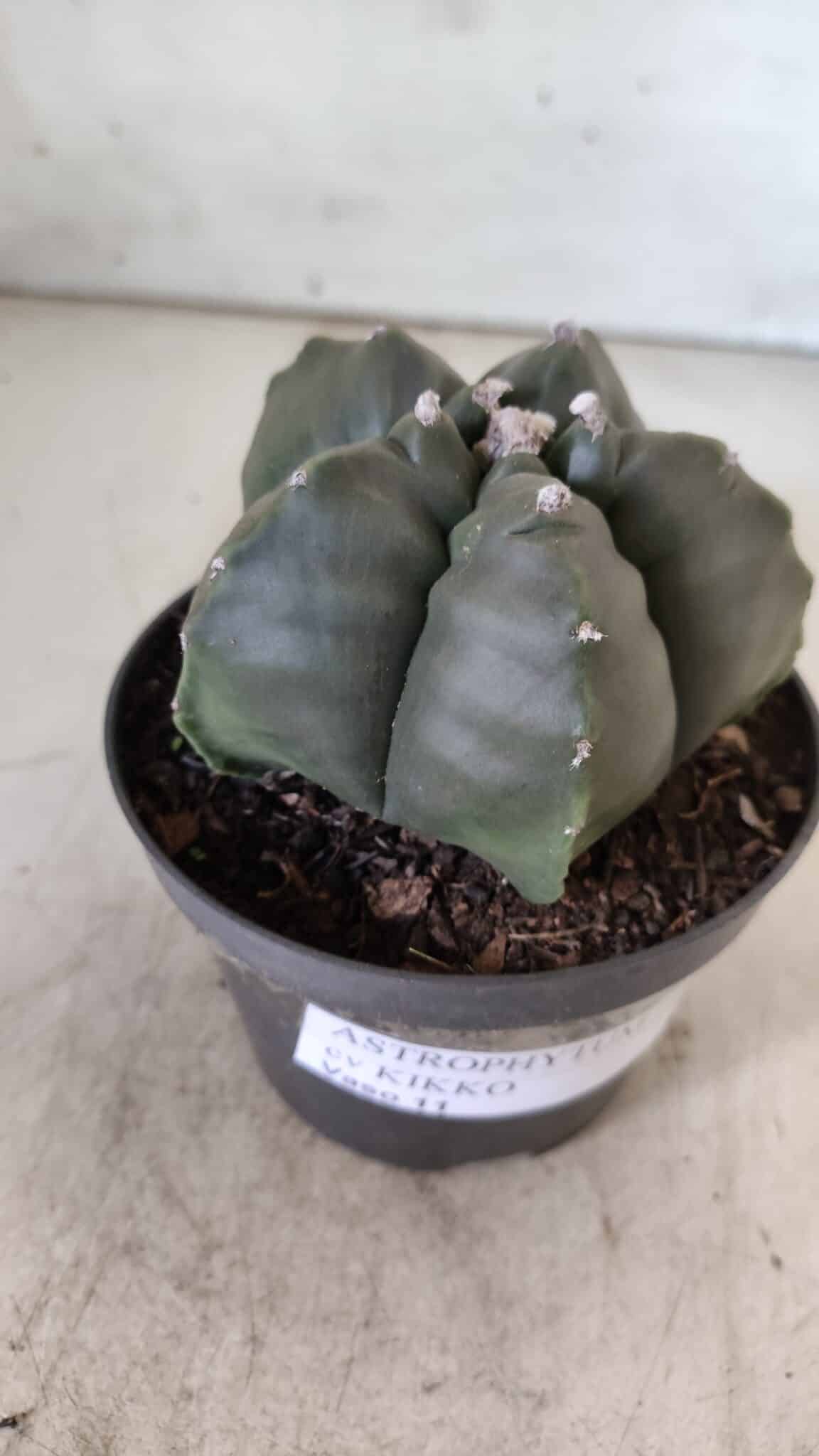 ASTROPHYTUM cv KIKKO  Nº 807 – vaso 11