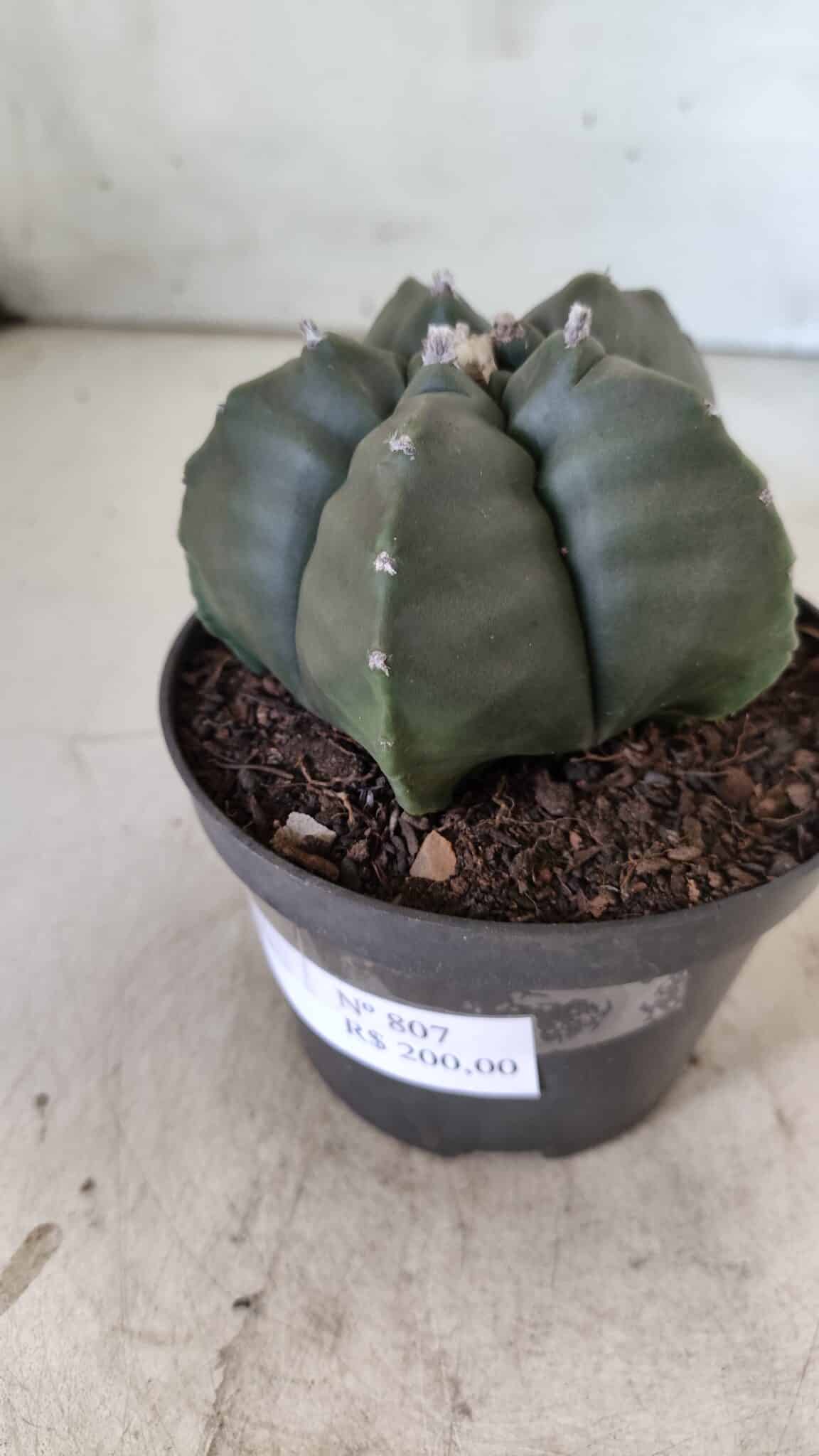 ASTROPHYTUM cv KIKKO  Nº 807 – vaso 11