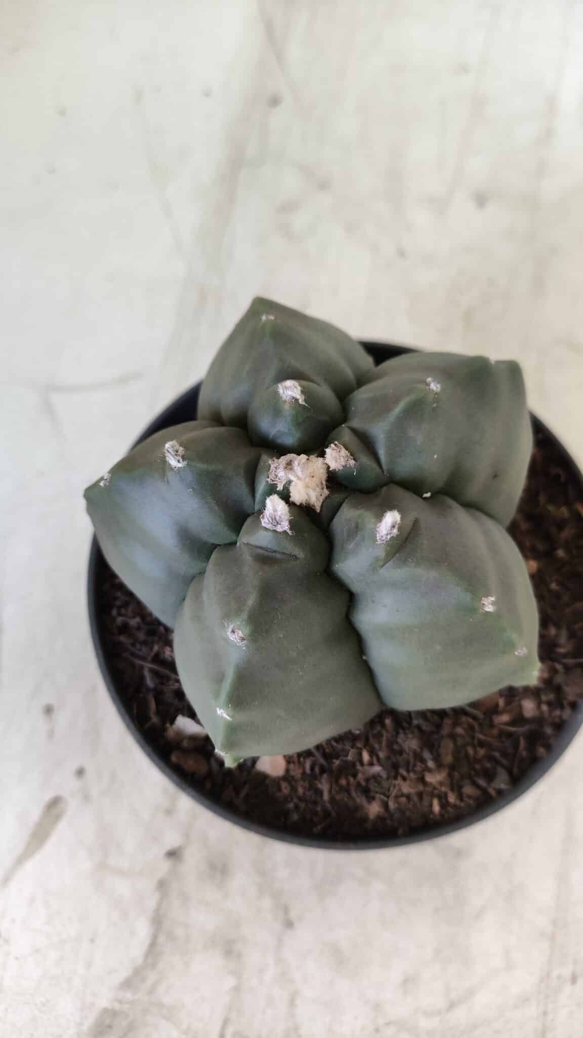 ASTROPHYTUM cv KIKKO  Nº 807 – vaso 11