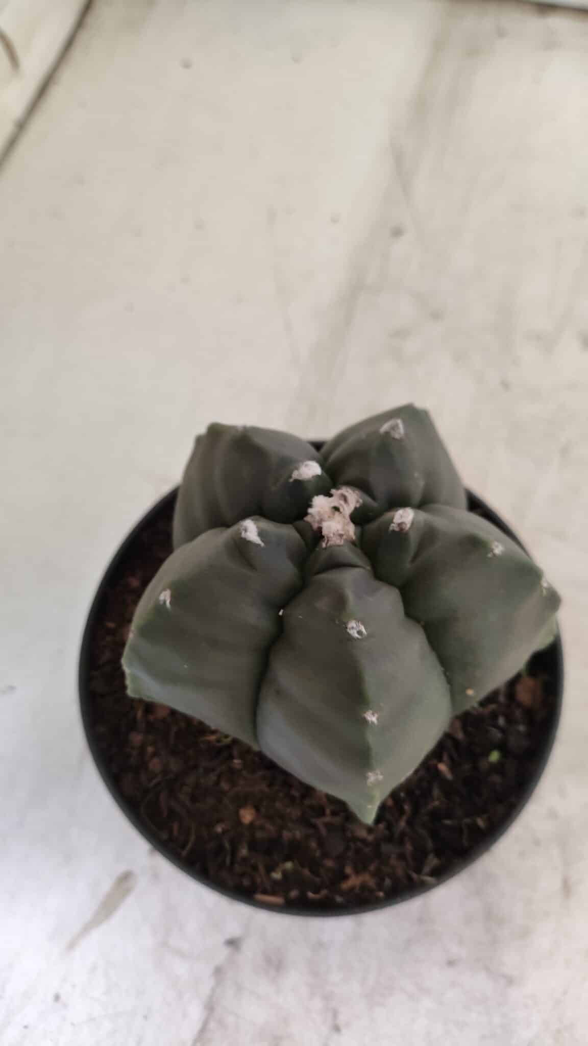 ASTROPHYTUM cv KIKKO  Nº 807 – vaso 11