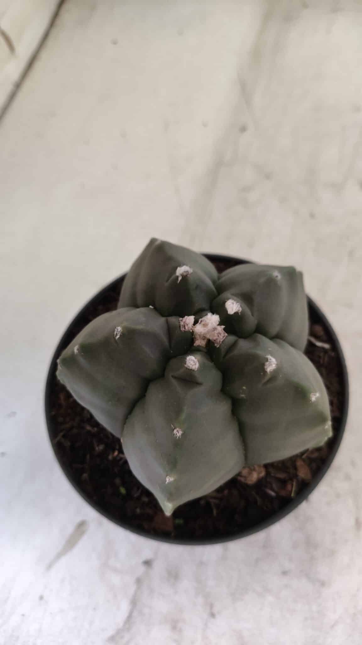 ASTROPHYTUM cv KIKKO  Nº 807 – vaso 11