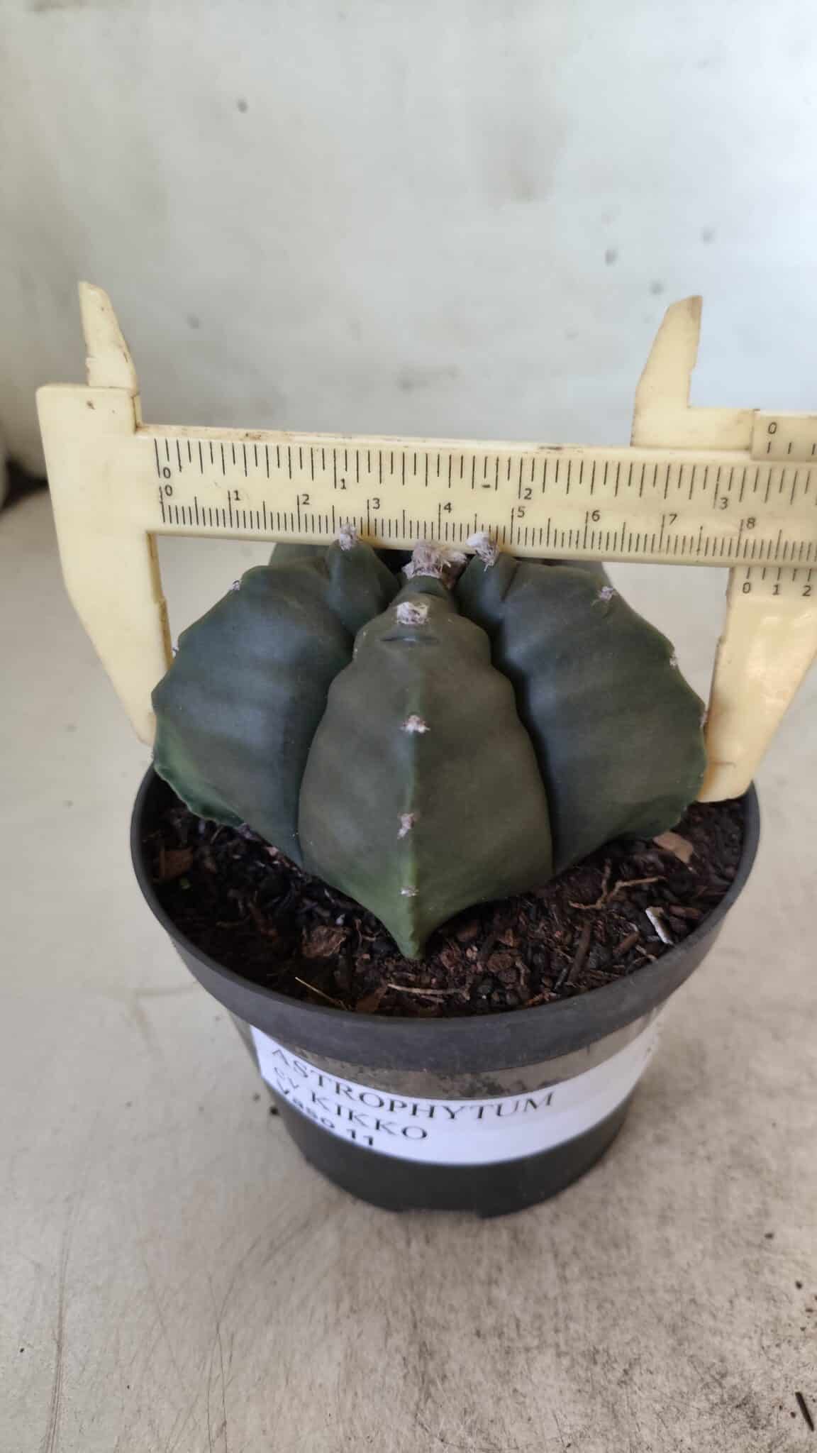 ASTROPHYTUM cv KIKKO  Nº 807 – vaso 11
