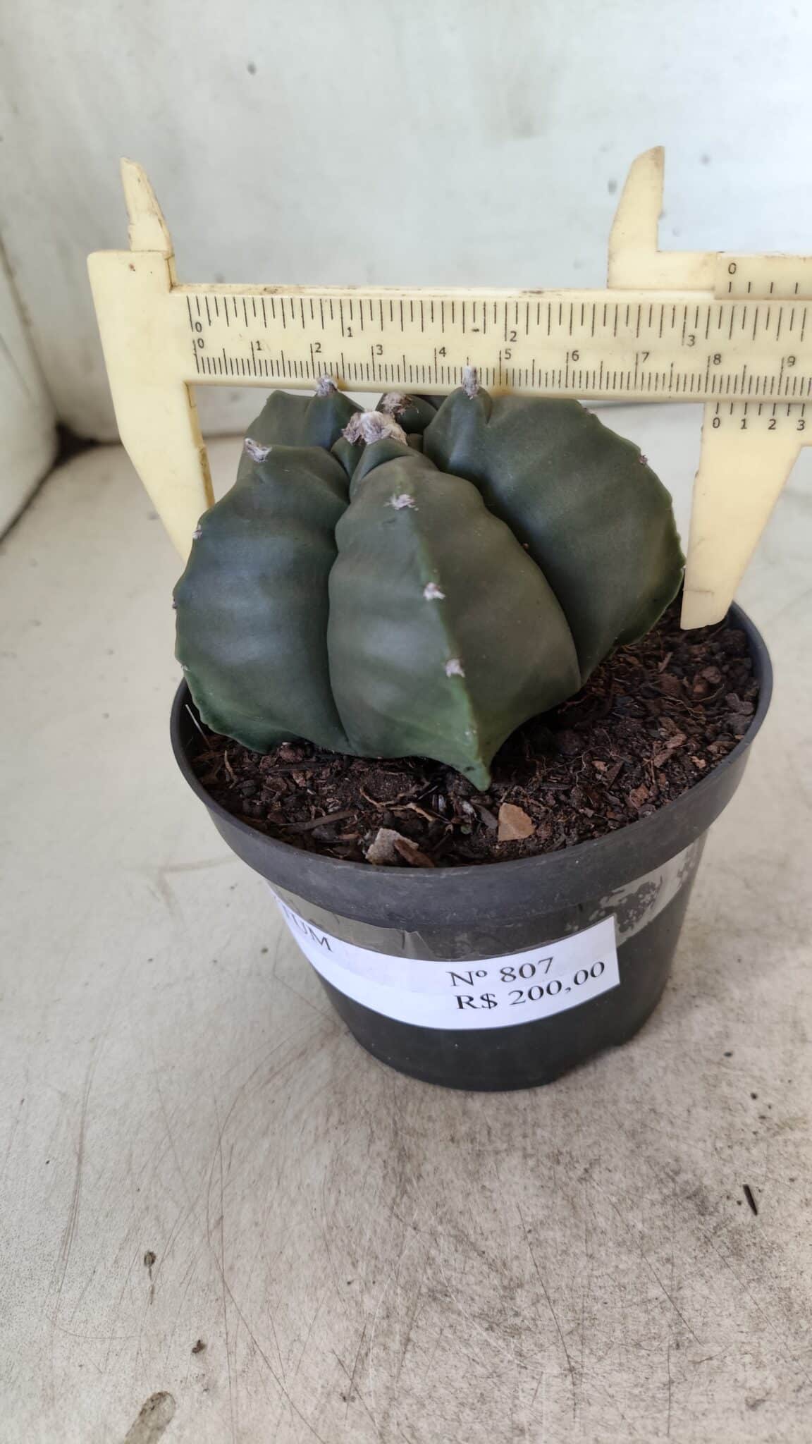 ASTROPHYTUM cv KIKKO  Nº 807 – vaso 11