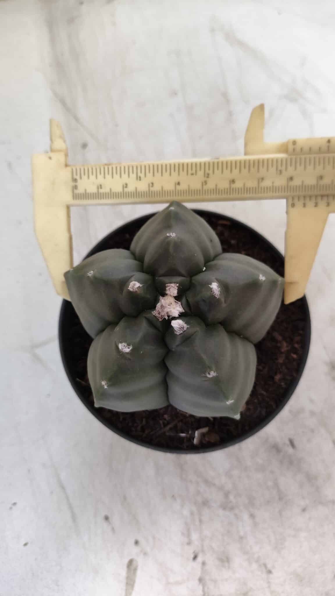 ASTROPHYTUM cv KIKKO  Nº 807 – vaso 11