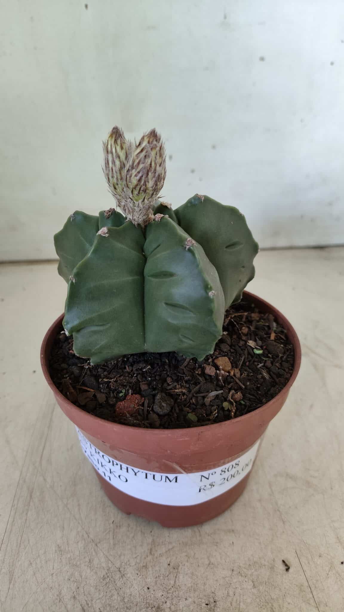 ASTROPHYTUM cv KIKKO  Nº 808 – vaso 11