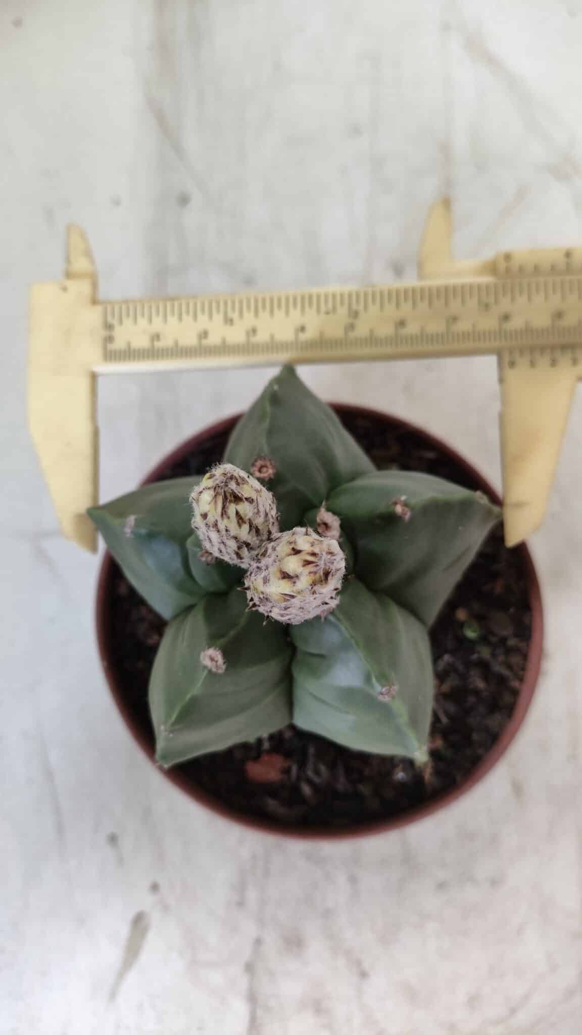 ASTROPHYTUM cv KIKKO  Nº 808 – vaso 11