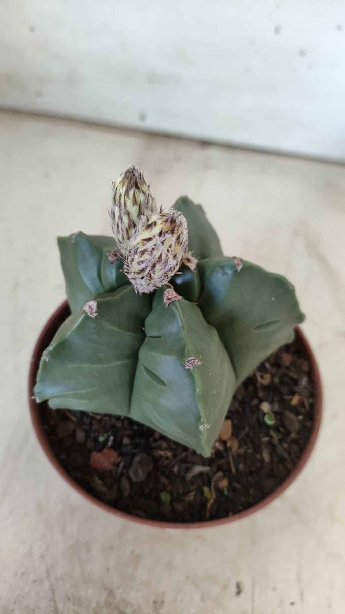 ASTROPHYTUM cv KIKKO  Nº 808 – vaso 11