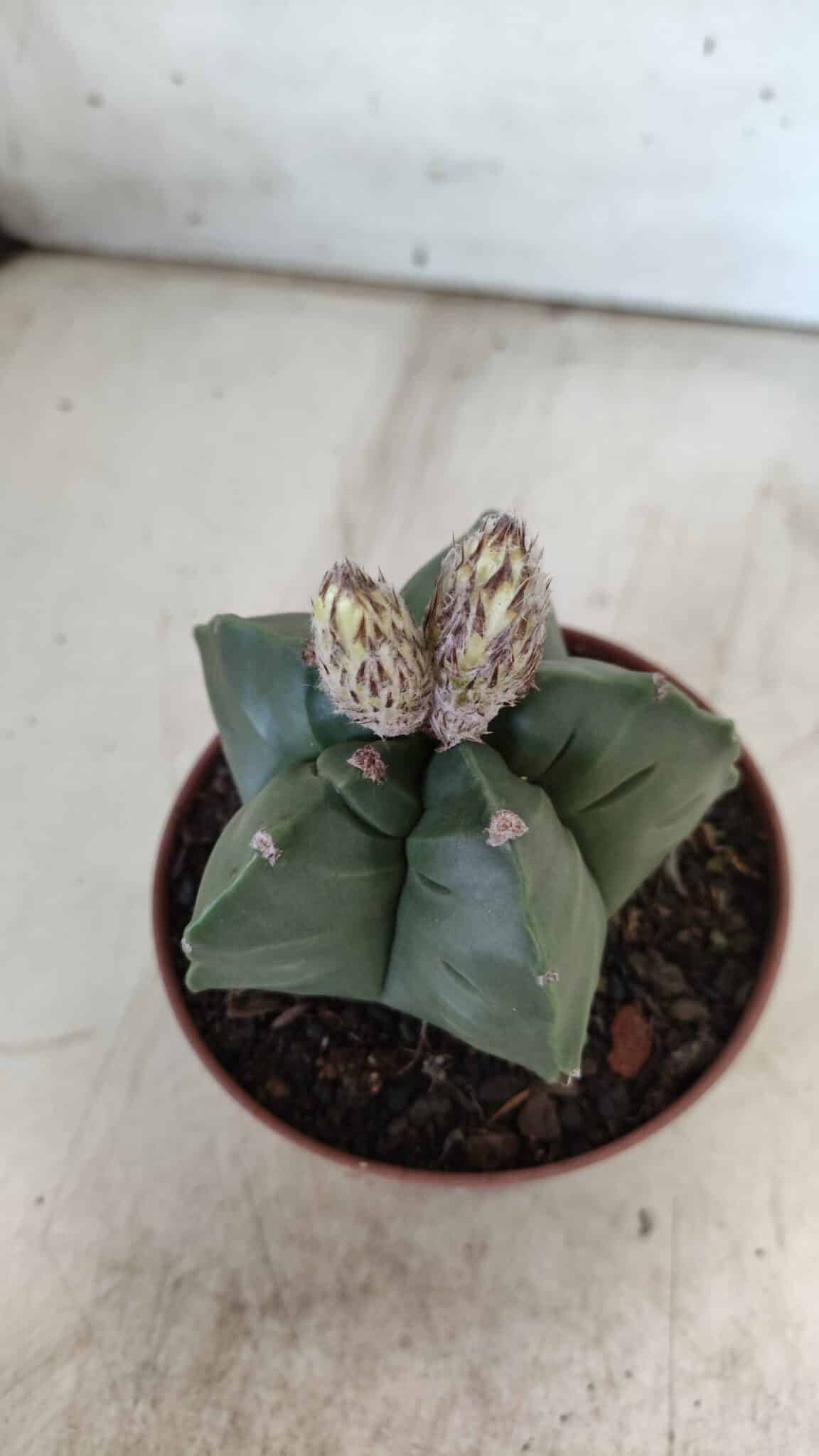 ASTROPHYTUM cv KIKKO  Nº 808 – vaso 11
