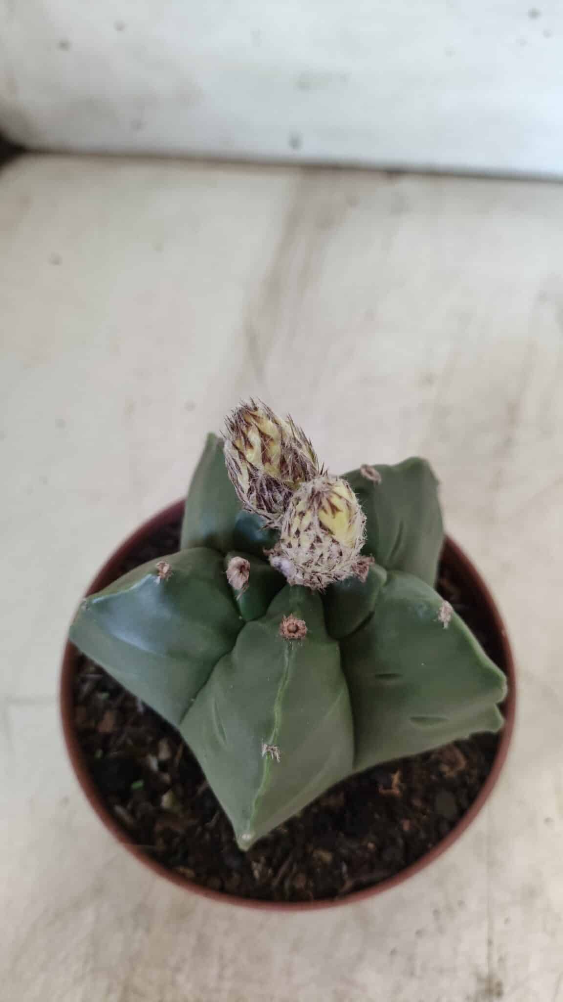 ASTROPHYTUM cv KIKKO  Nº 808 – vaso 11