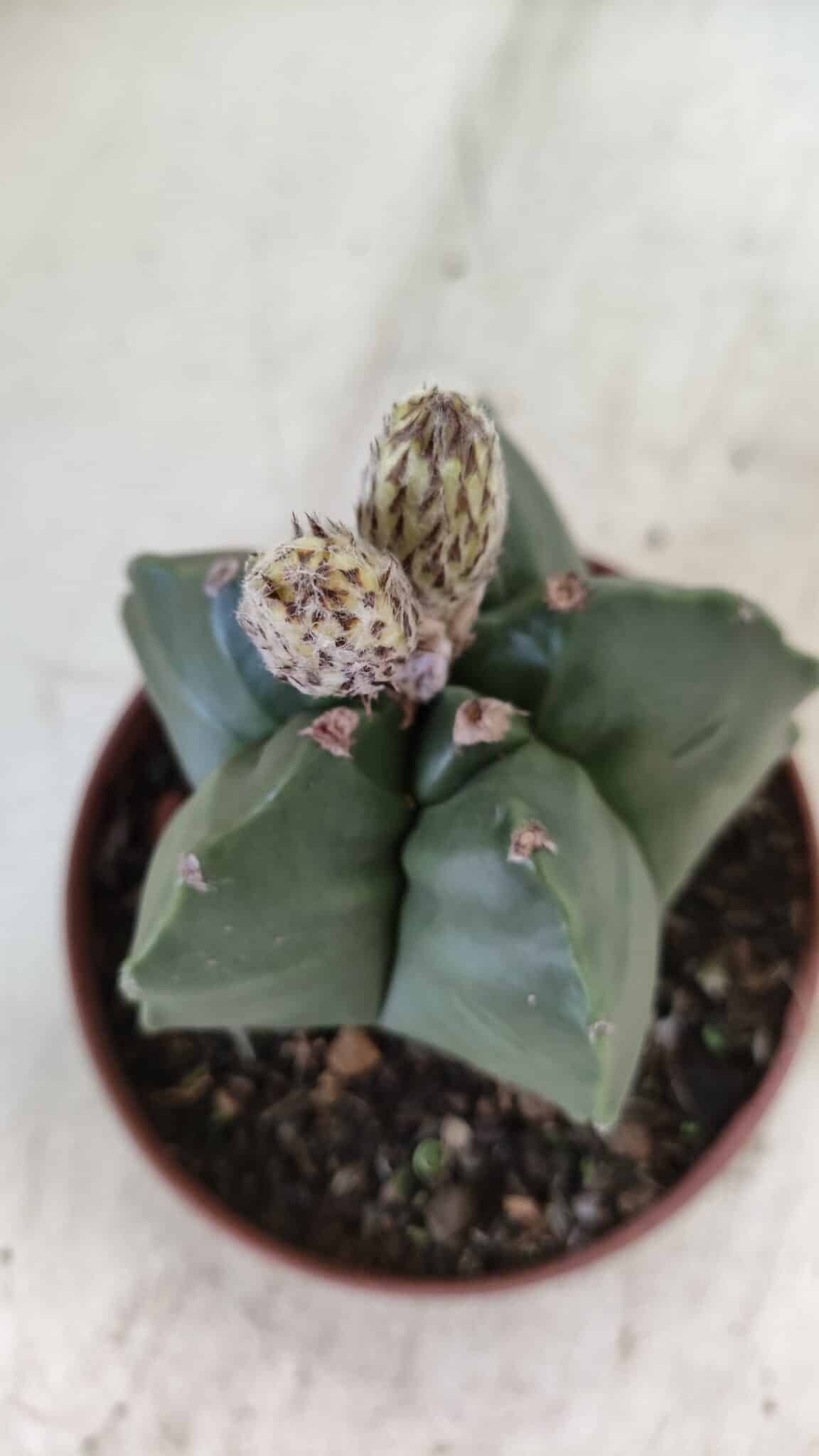 ASTROPHYTUM cv KIKKO  Nº 808 – vaso 11