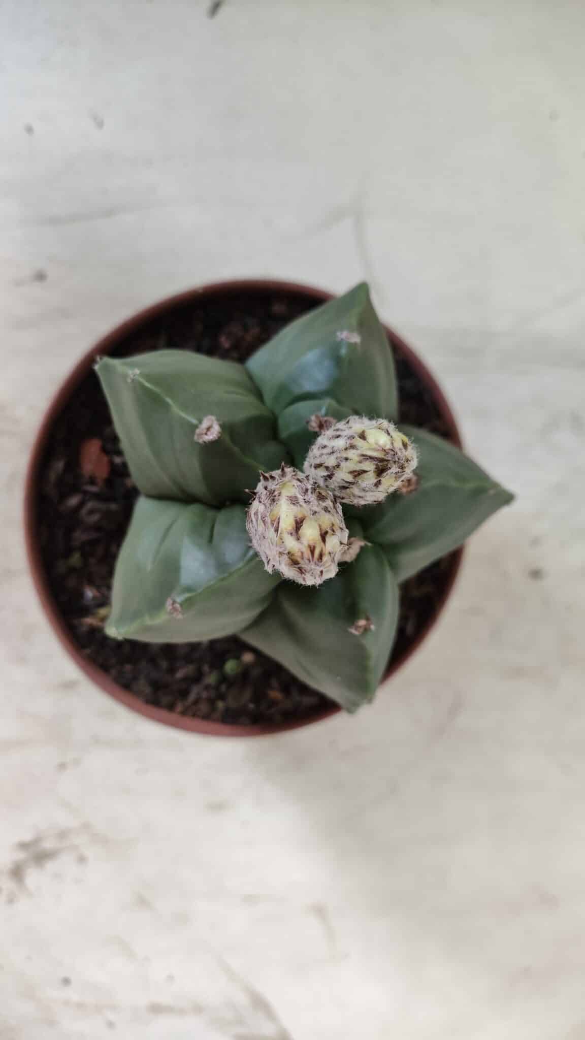 ASTROPHYTUM cv KIKKO  Nº 808 – vaso 11