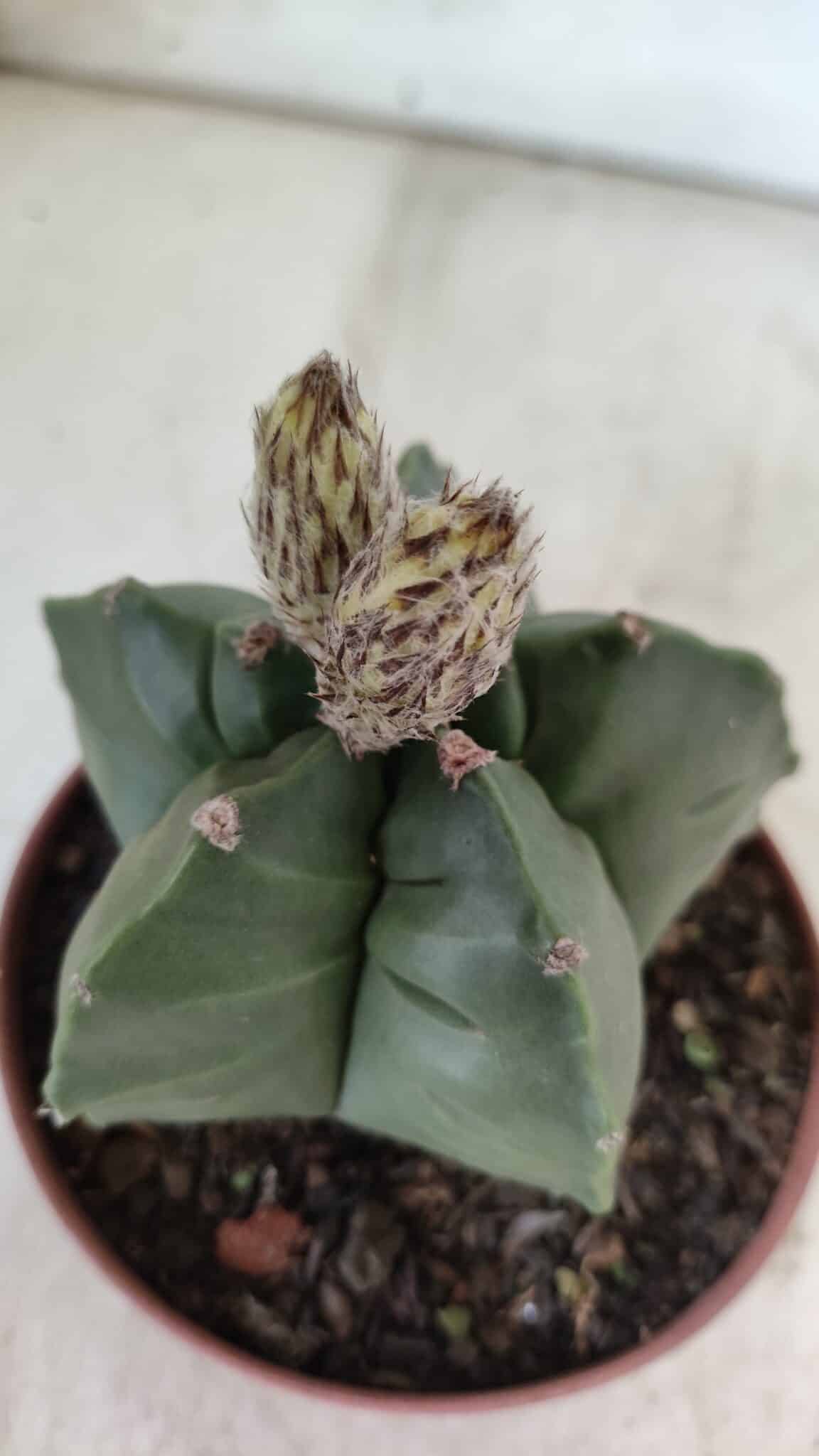 ASTROPHYTUM cv KIKKO  Nº 808 – vaso 11
