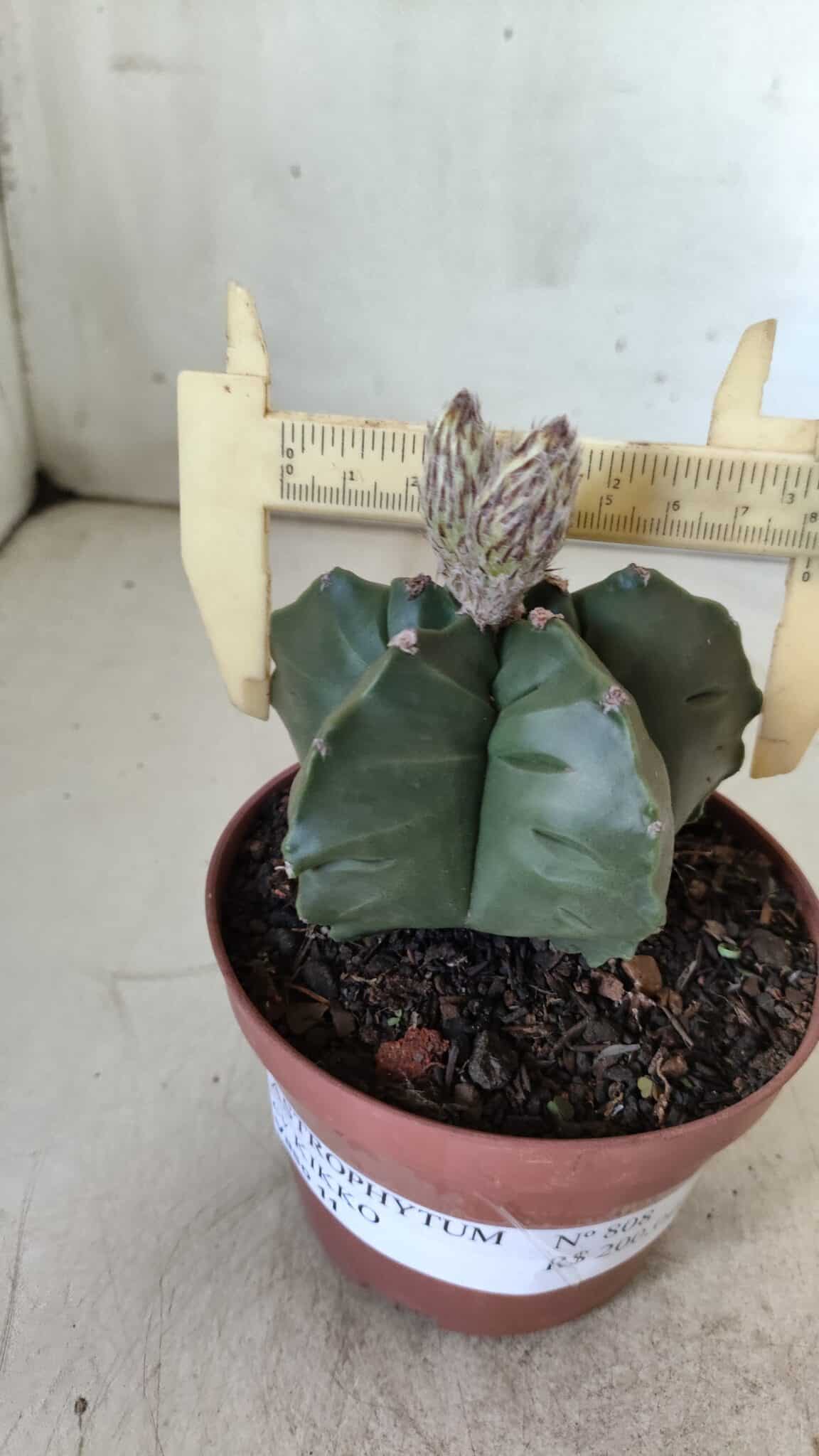 ASTROPHYTUM cv KIKKO  Nº 808 – vaso 11