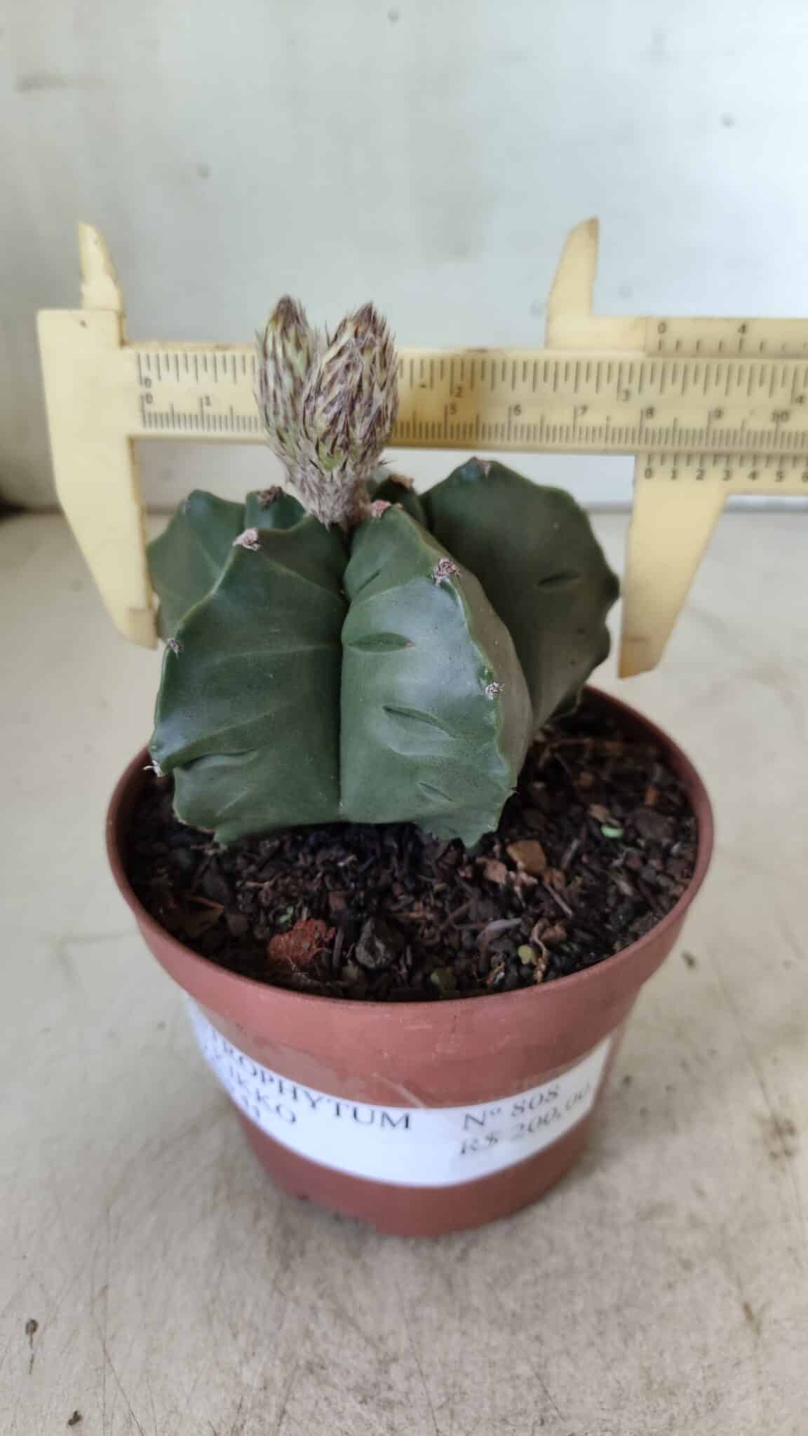 ASTROPHYTUM cv KIKKO  Nº 808 – vaso 11