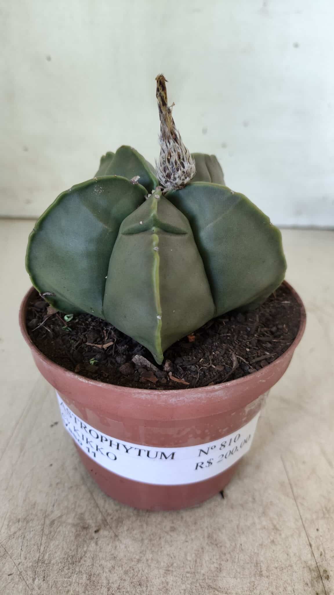 MATRIZ ASTROPHYTUM cv KIKKO  Nº 810 – vaso 11