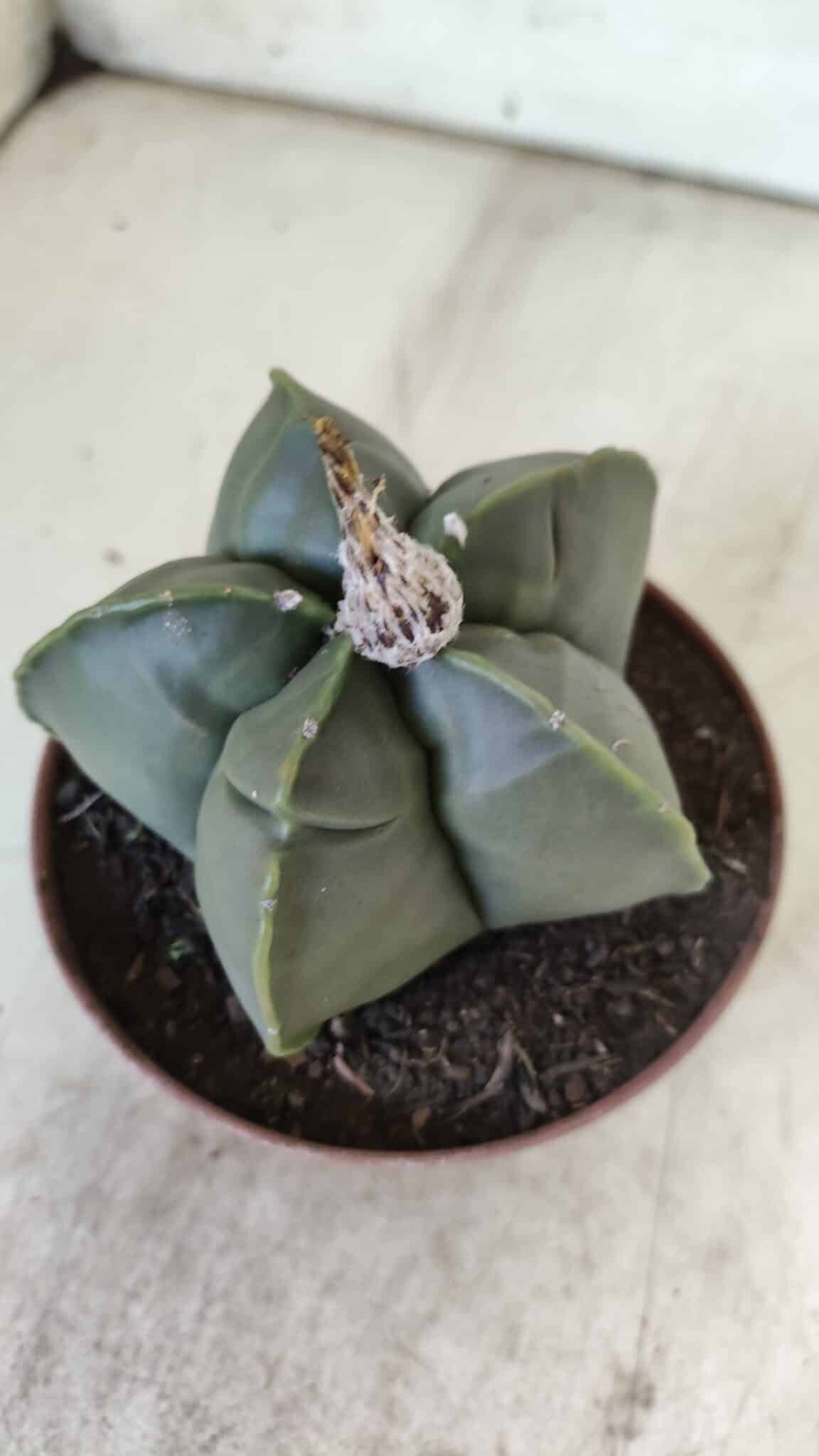 MATRIZ ASTROPHYTUM cv KIKKO  Nº 810 – vaso 11