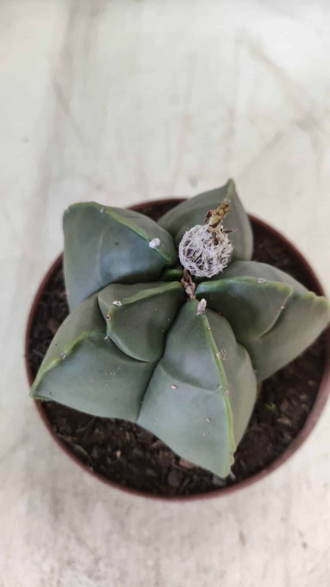 MATRIZ ASTROPHYTUM cv KIKKO  Nº 810 – vaso 11