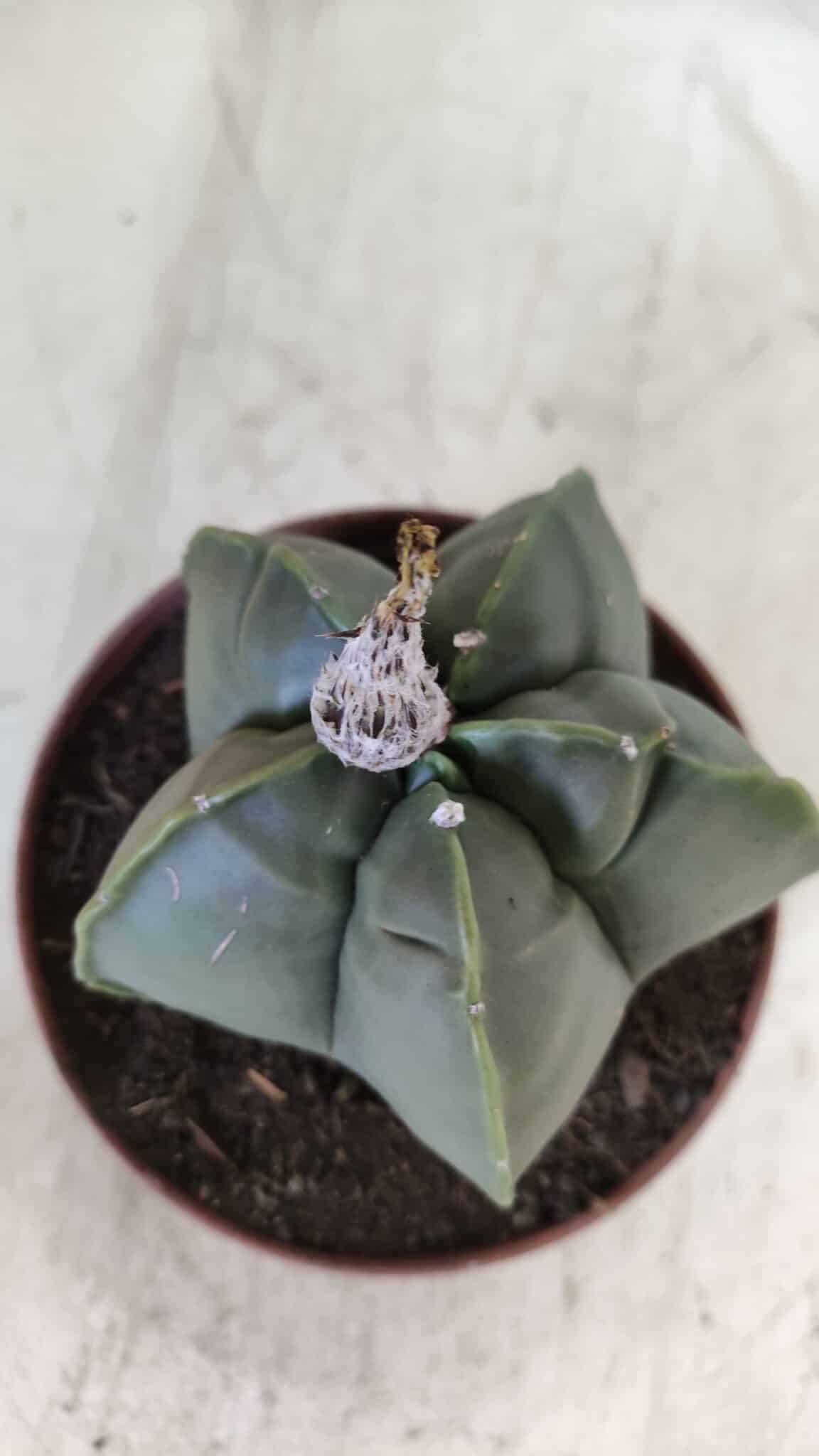 MATRIZ ASTROPHYTUM cv KIKKO  Nº 810 – vaso 11