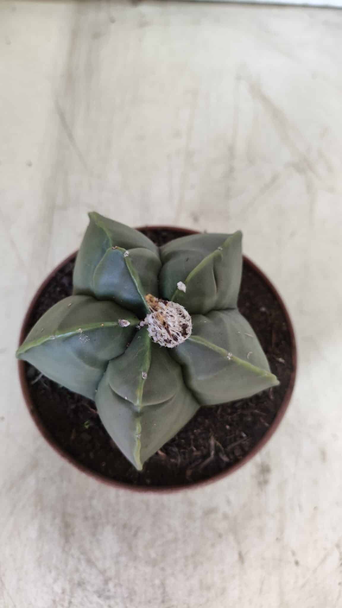 MATRIZ ASTROPHYTUM cv KIKKO  Nº 810 – vaso 11