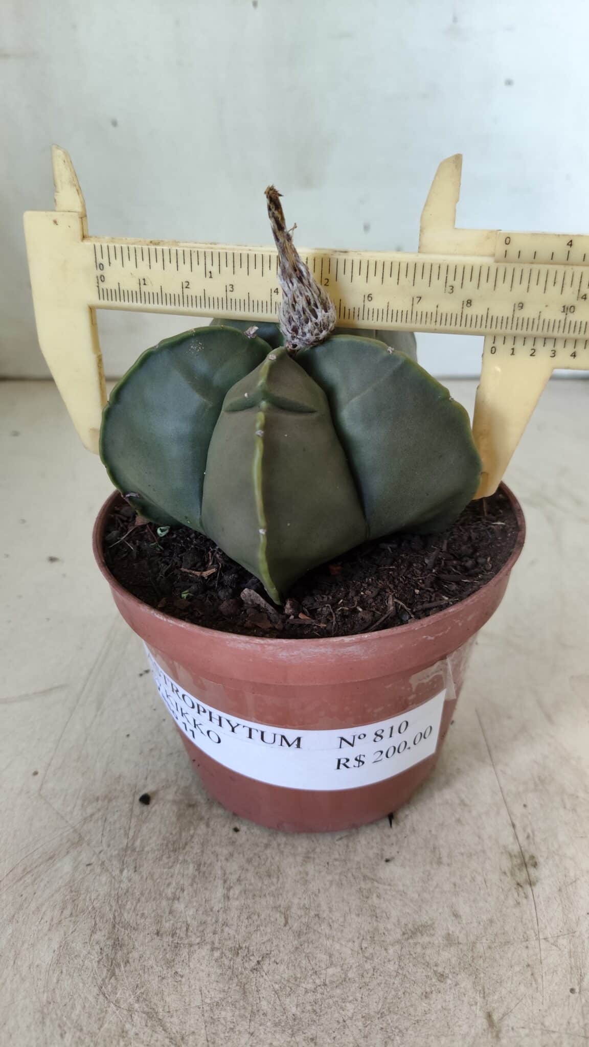 MATRIZ ASTROPHYTUM cv KIKKO  Nº 810 – vaso 11