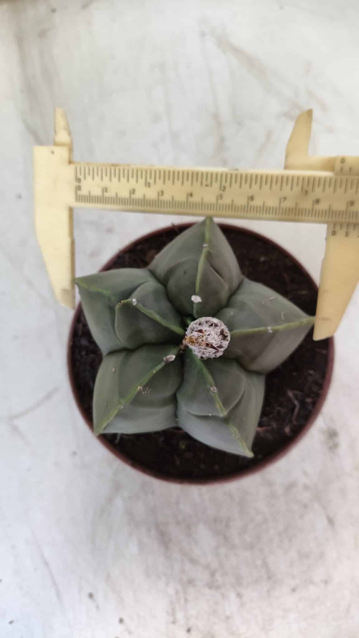 MATRIZ ASTROPHYTUM cv KIKKO  Nº 810 – vaso 11