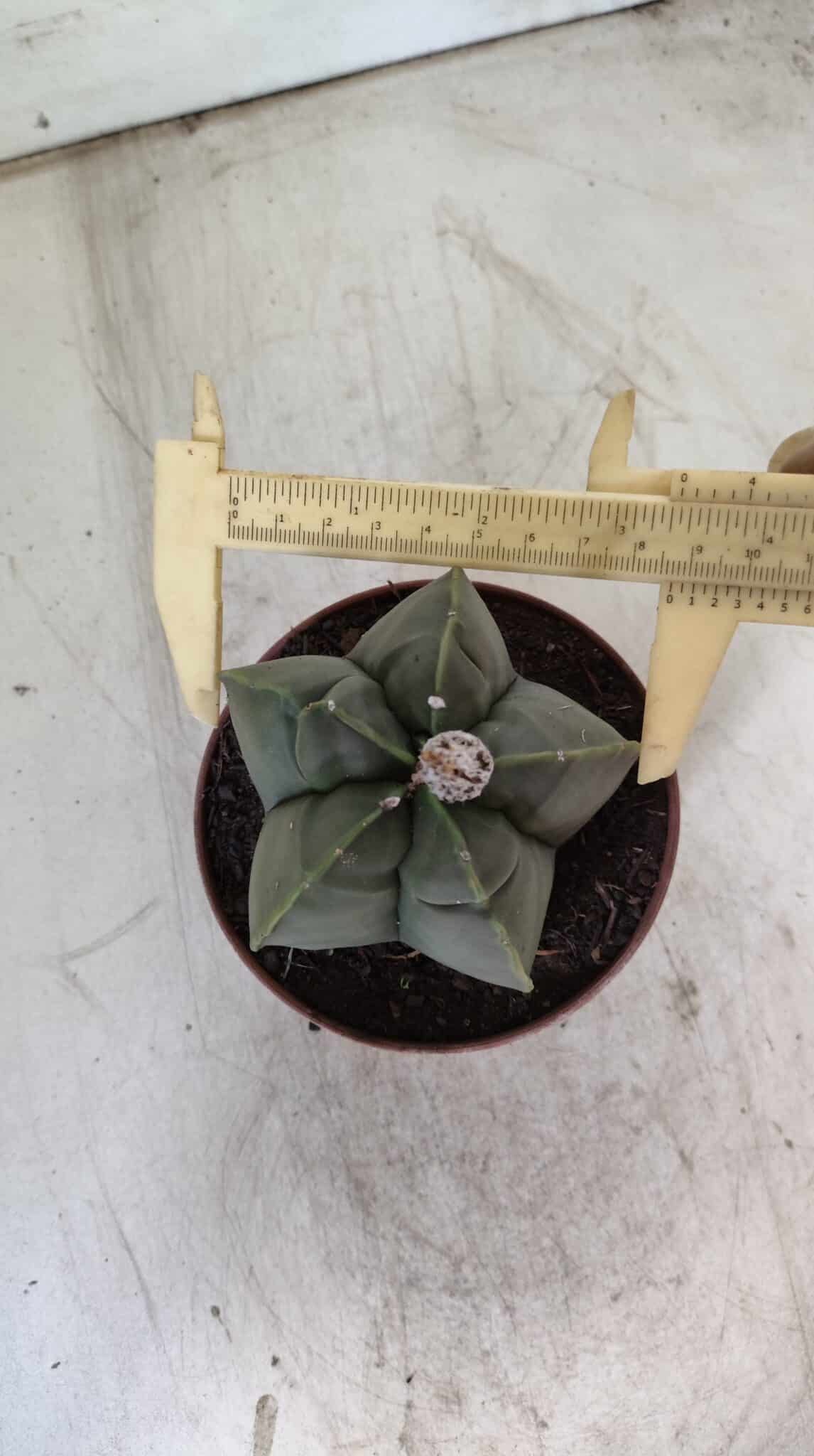 MATRIZ ASTROPHYTUM cv KIKKO  Nº 810 – vaso 11