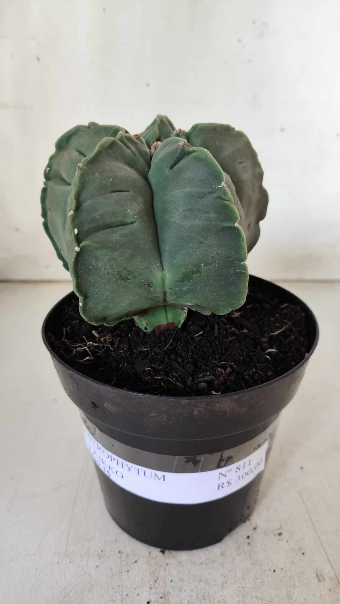 MATRIZ ASTROPHYTUM cv KIKKO  Nº 811 – vaso 15