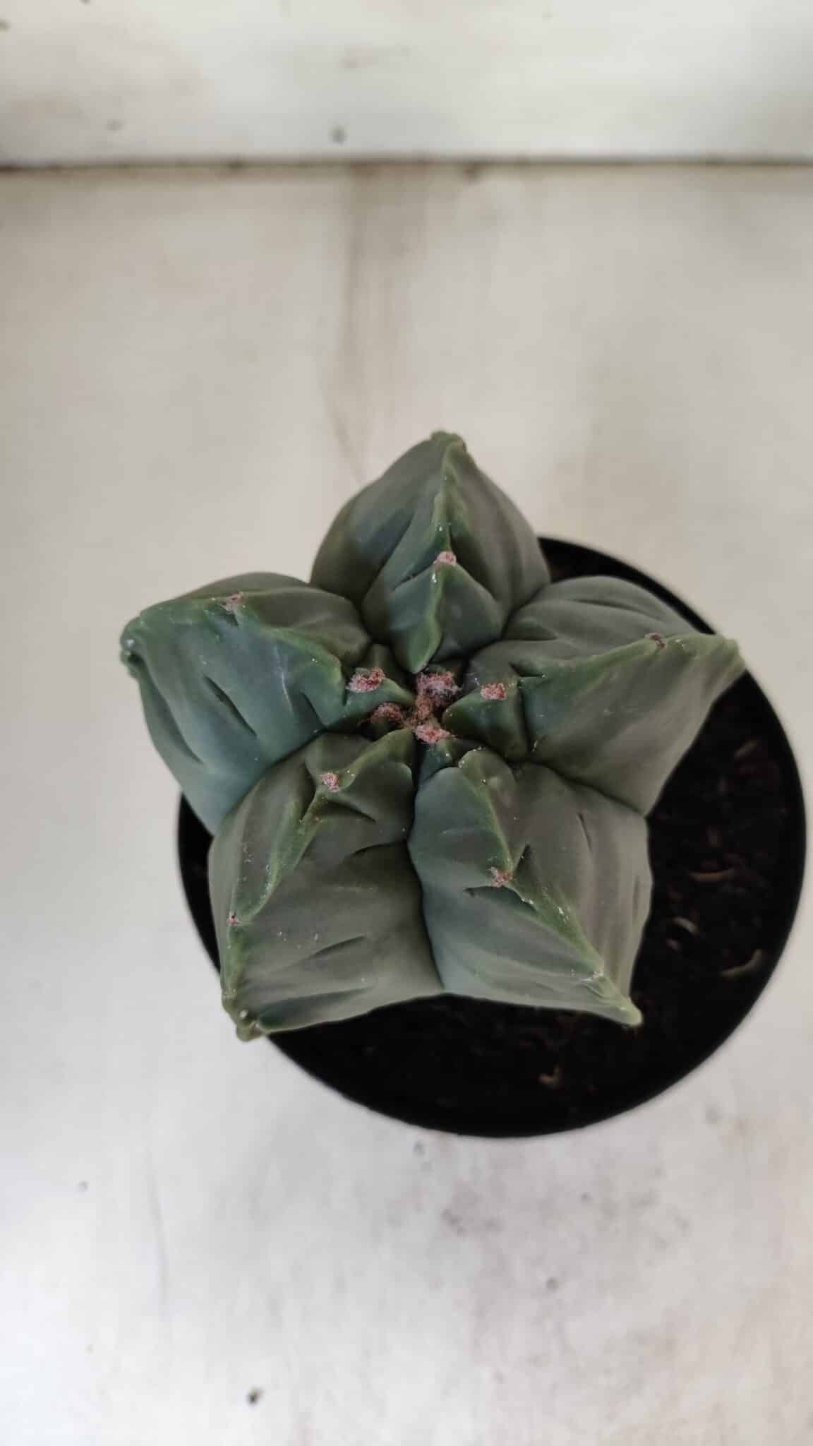 MATRIZ ASTROPHYTUM cv KIKKO  Nº 811 – vaso 15