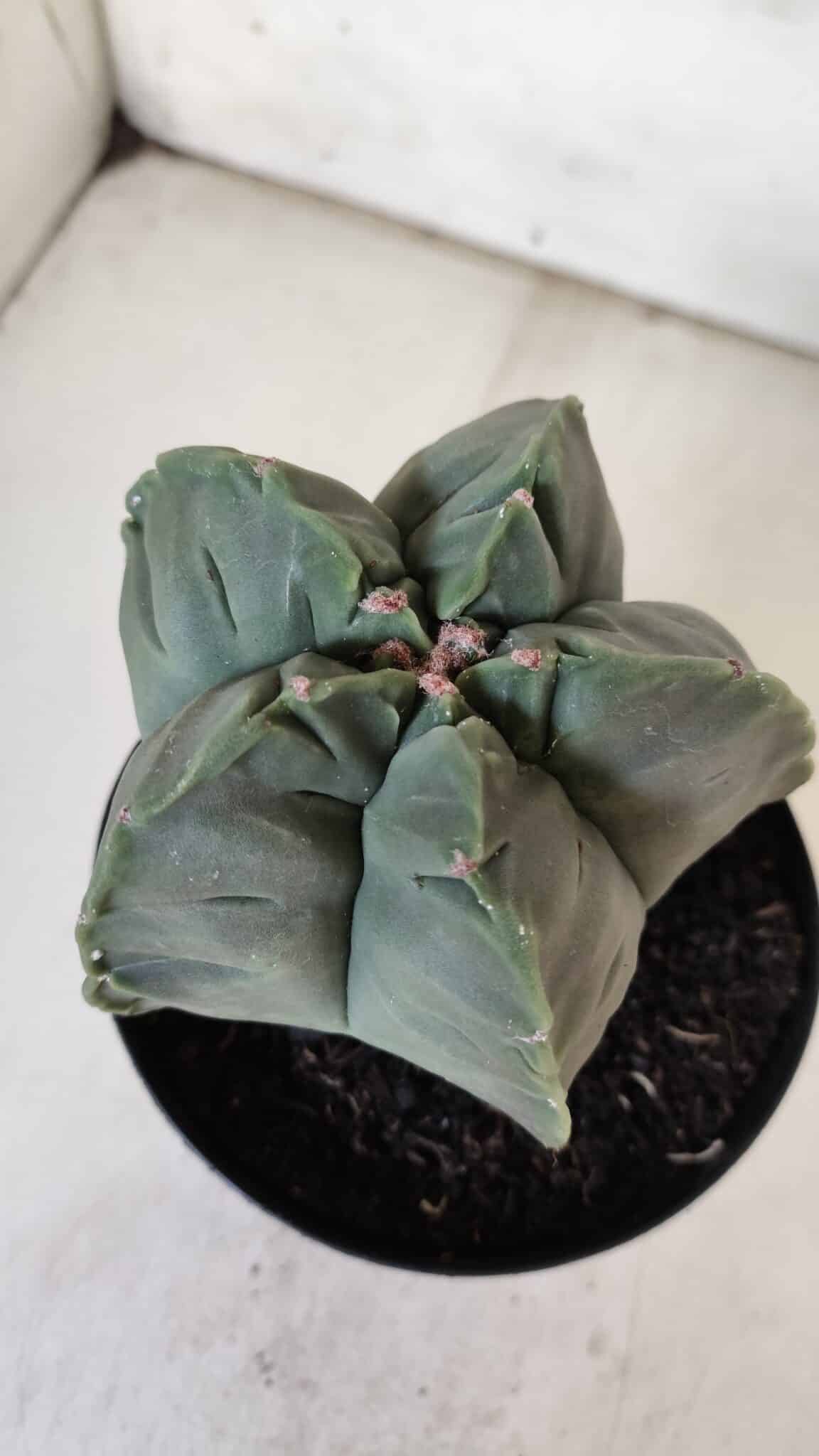 MATRIZ ASTROPHYTUM cv KIKKO  Nº 811 – vaso 15