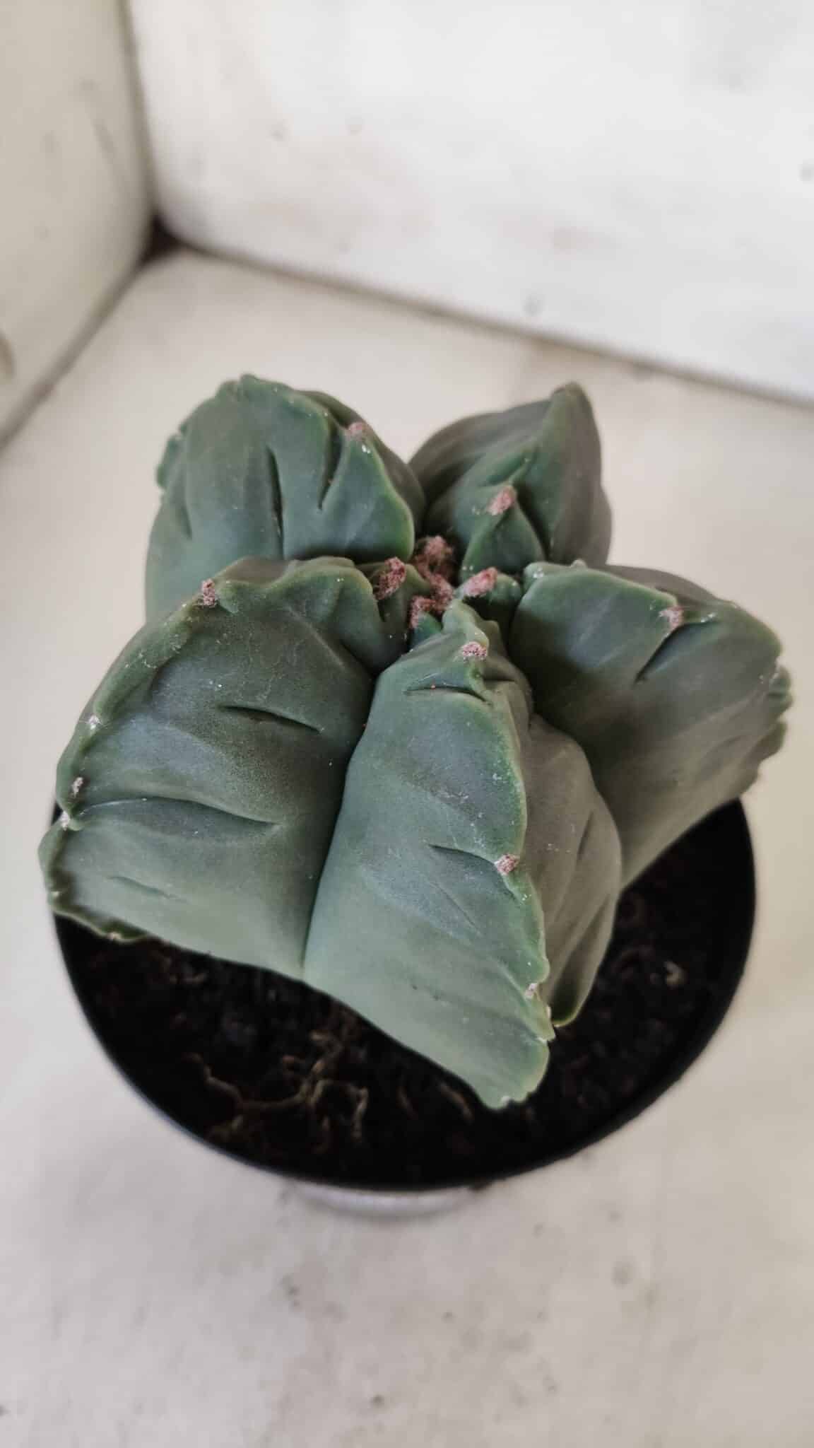 MATRIZ ASTROPHYTUM cv KIKKO  Nº 811 – vaso 15